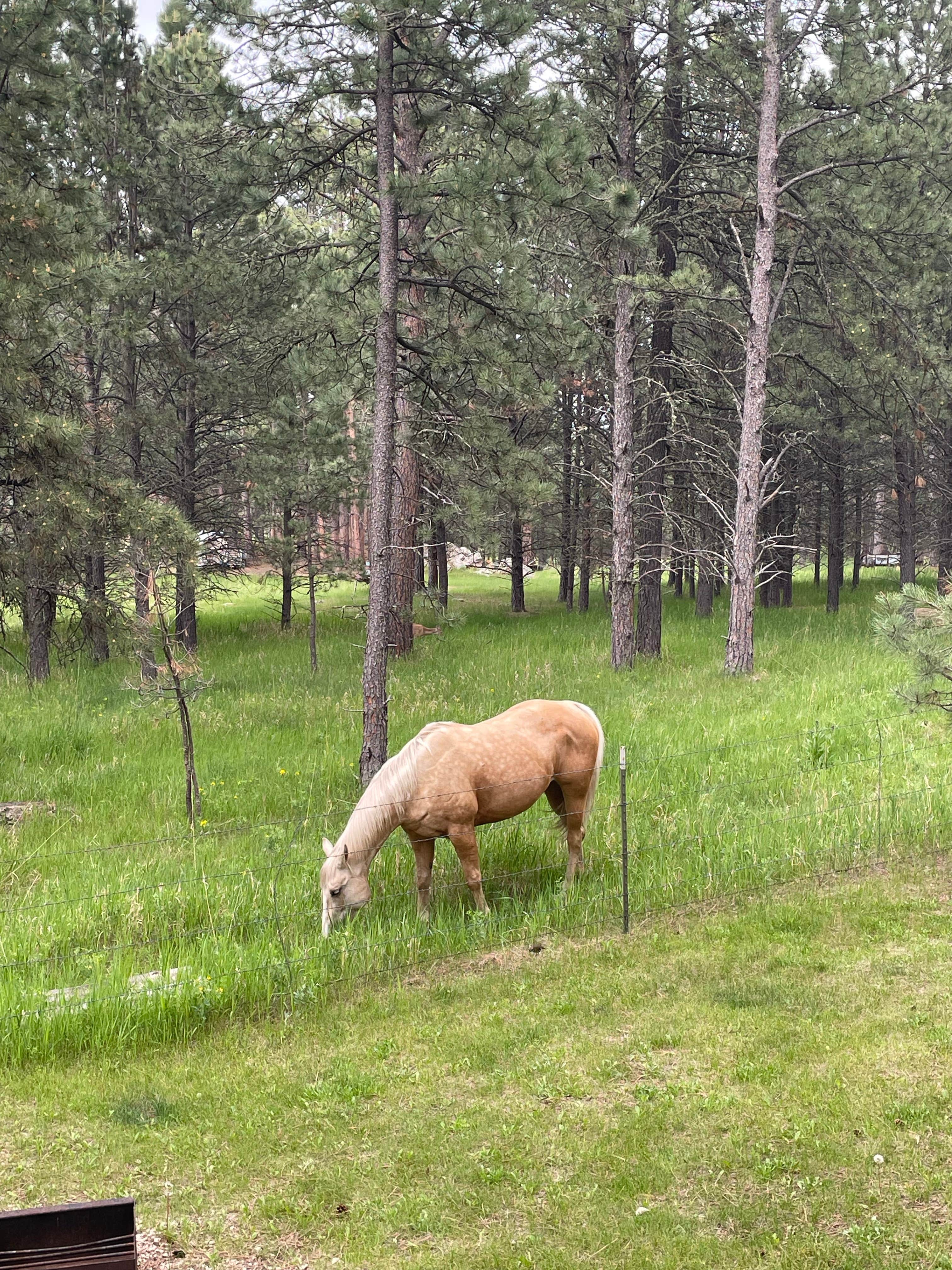 Kelly P.'s photo of camping with a horse at Fort Welikit Family Campground and RV Park near Buffalo Gap, SD