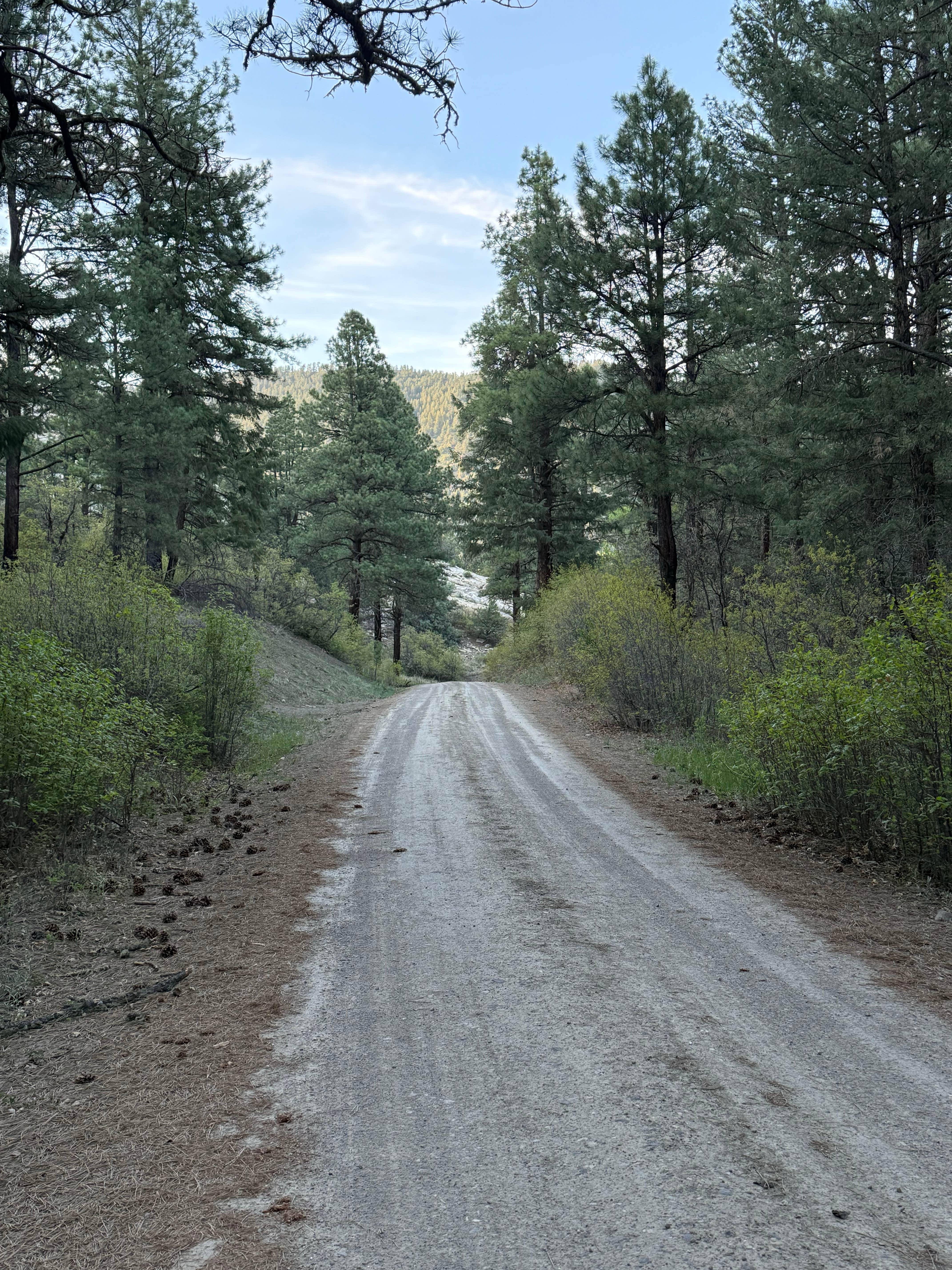 Camper submitted image from Fossett Gulch Rd Dispersed - 3