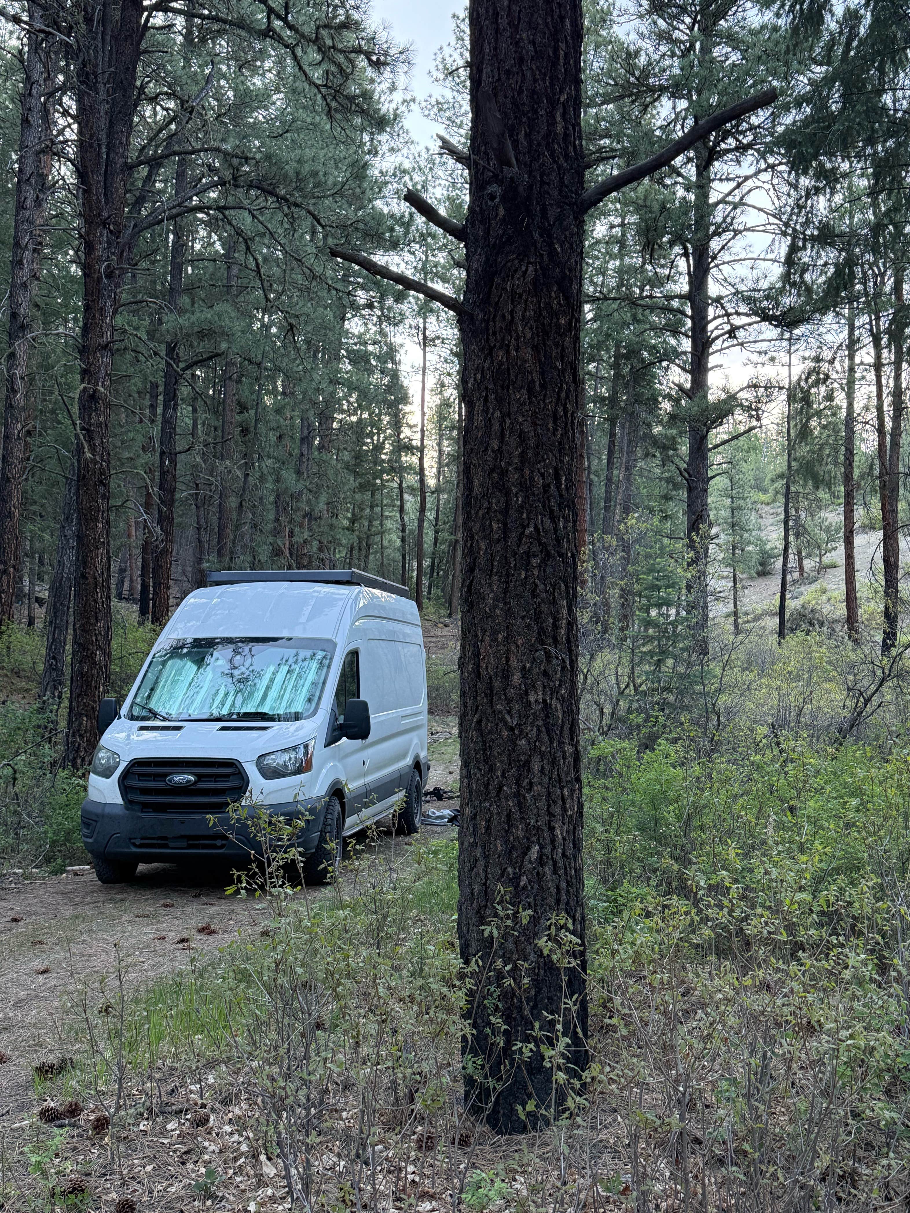 Camper submitted image from Fossett Gulch Rd Dispersed - 1