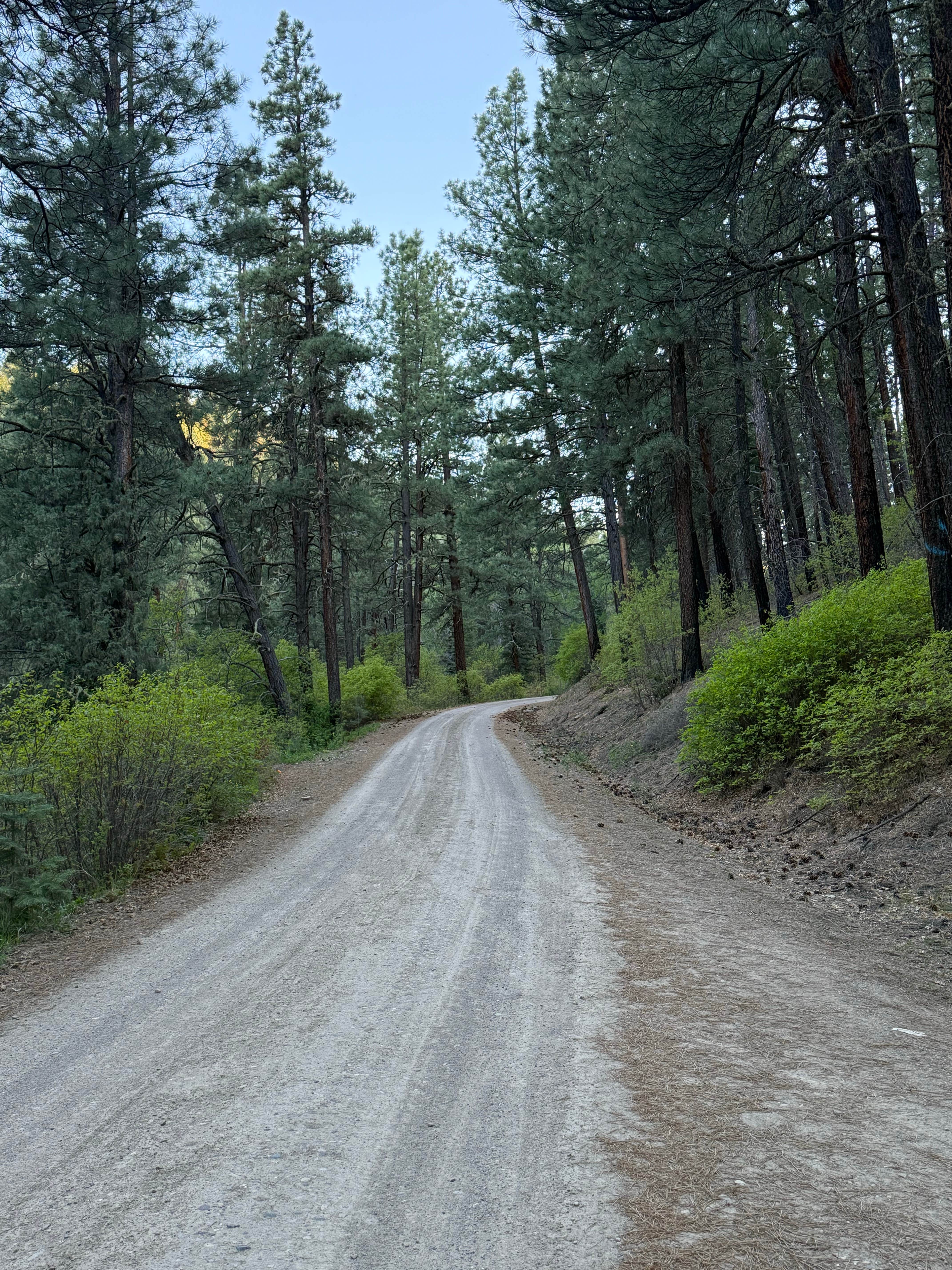 Camper submitted image from Fossett Gulch Rd Dispersed - 2