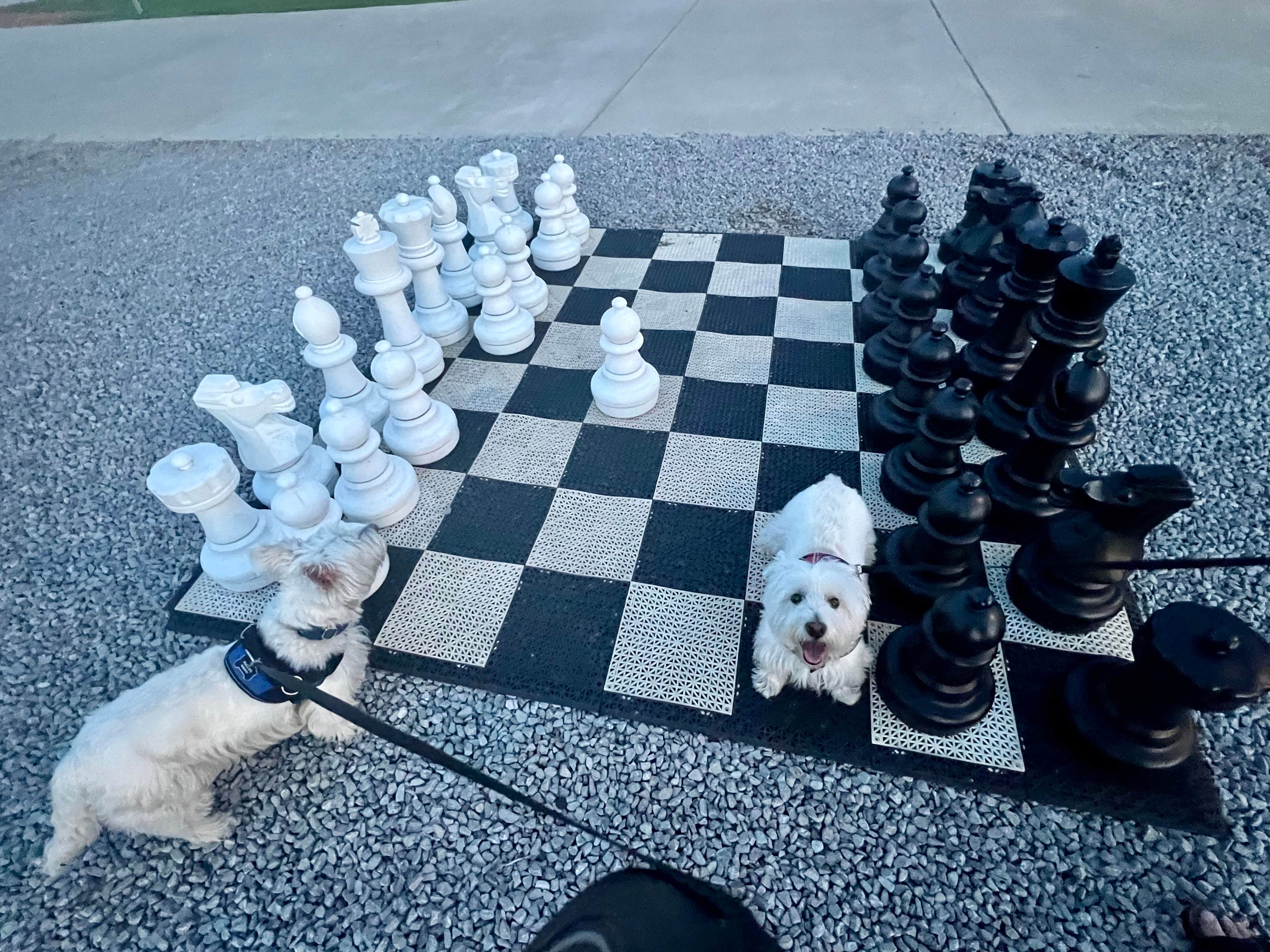 Randall B.'s photo of camping with pets at Four Corners Resort and Marina near Gallatin, TN