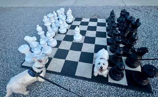 Randall B.'s photo of camping with pets at Four Corners Resort and Marina near Gallatin, TN
