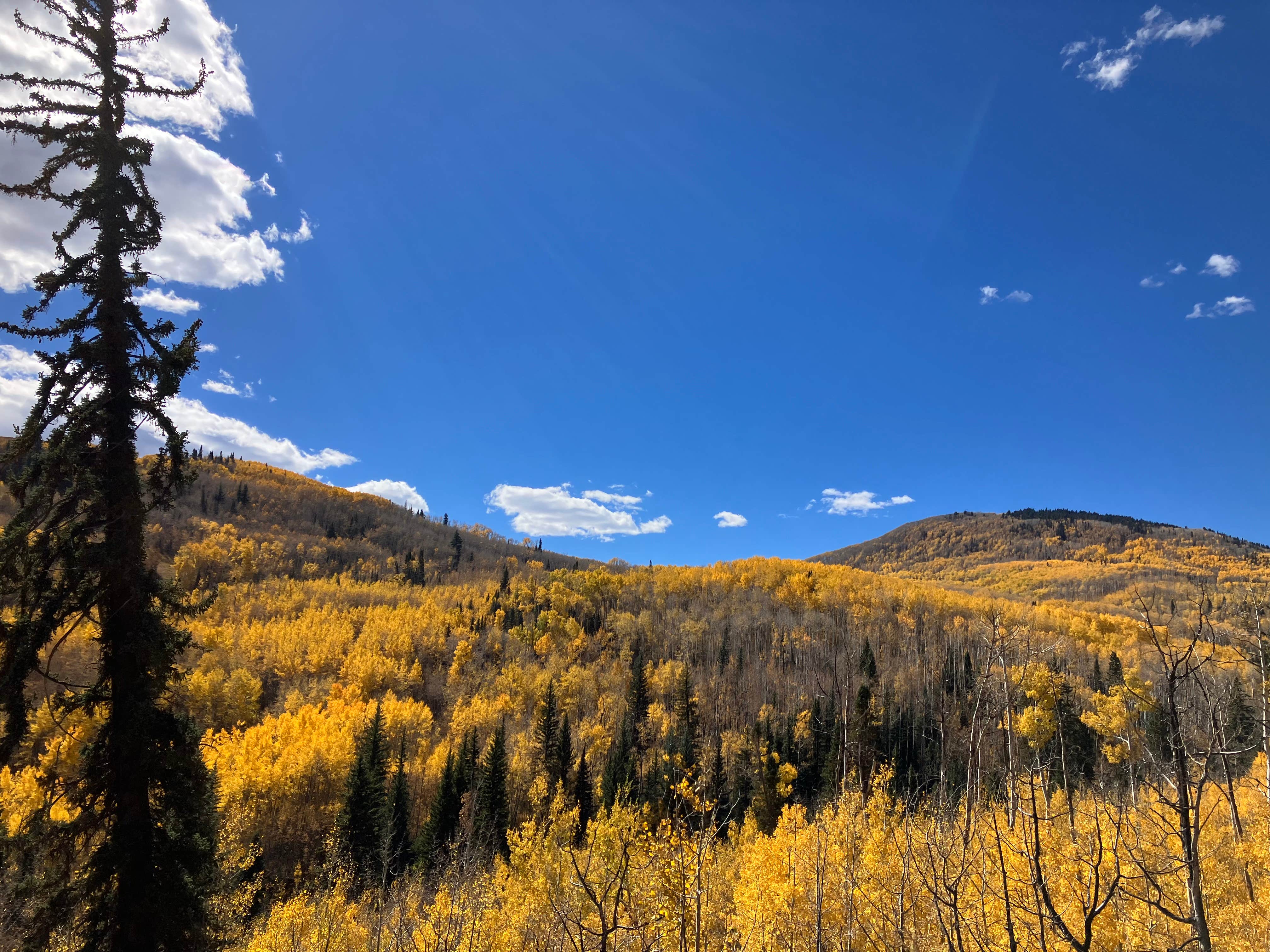 Nikki B.'s photo of a dispersed camping area at Four Mile Road Dispersed near Redstone, CO