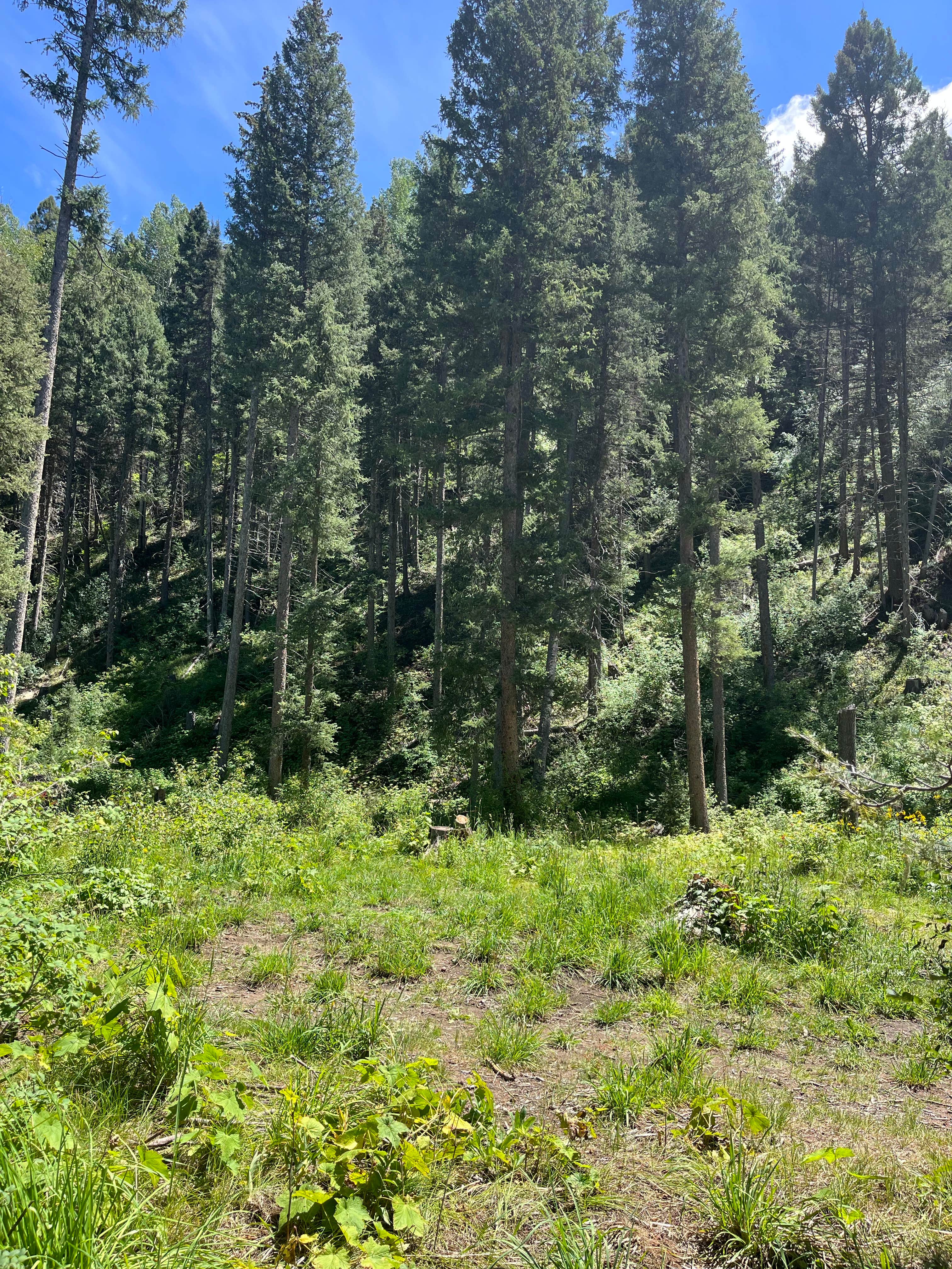 Camper-submitted photo at FR 024 Dispersed near Chromo, CO