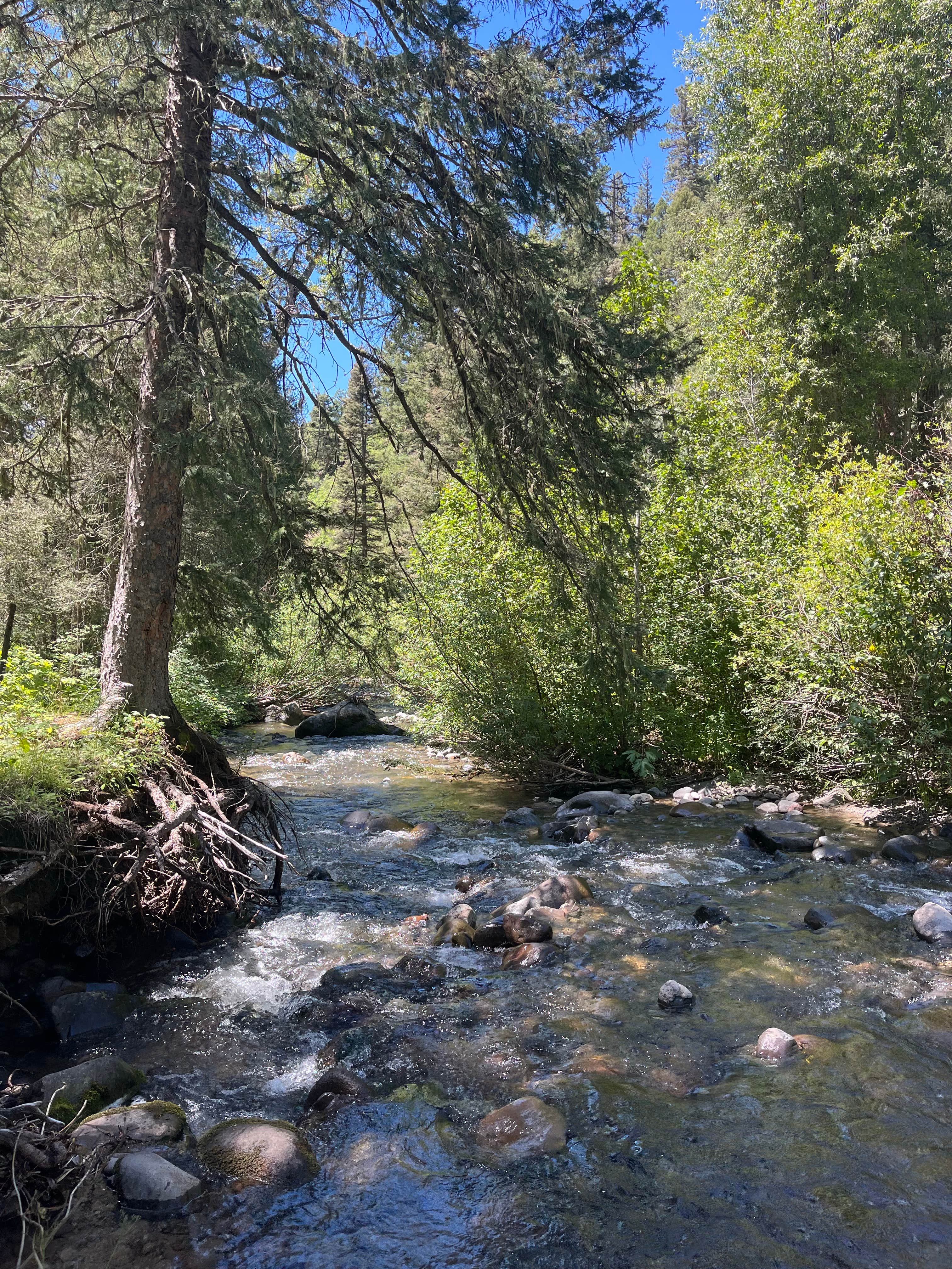 Camper-submitted photo at FR 024 Dispersed near Chromo, CO
