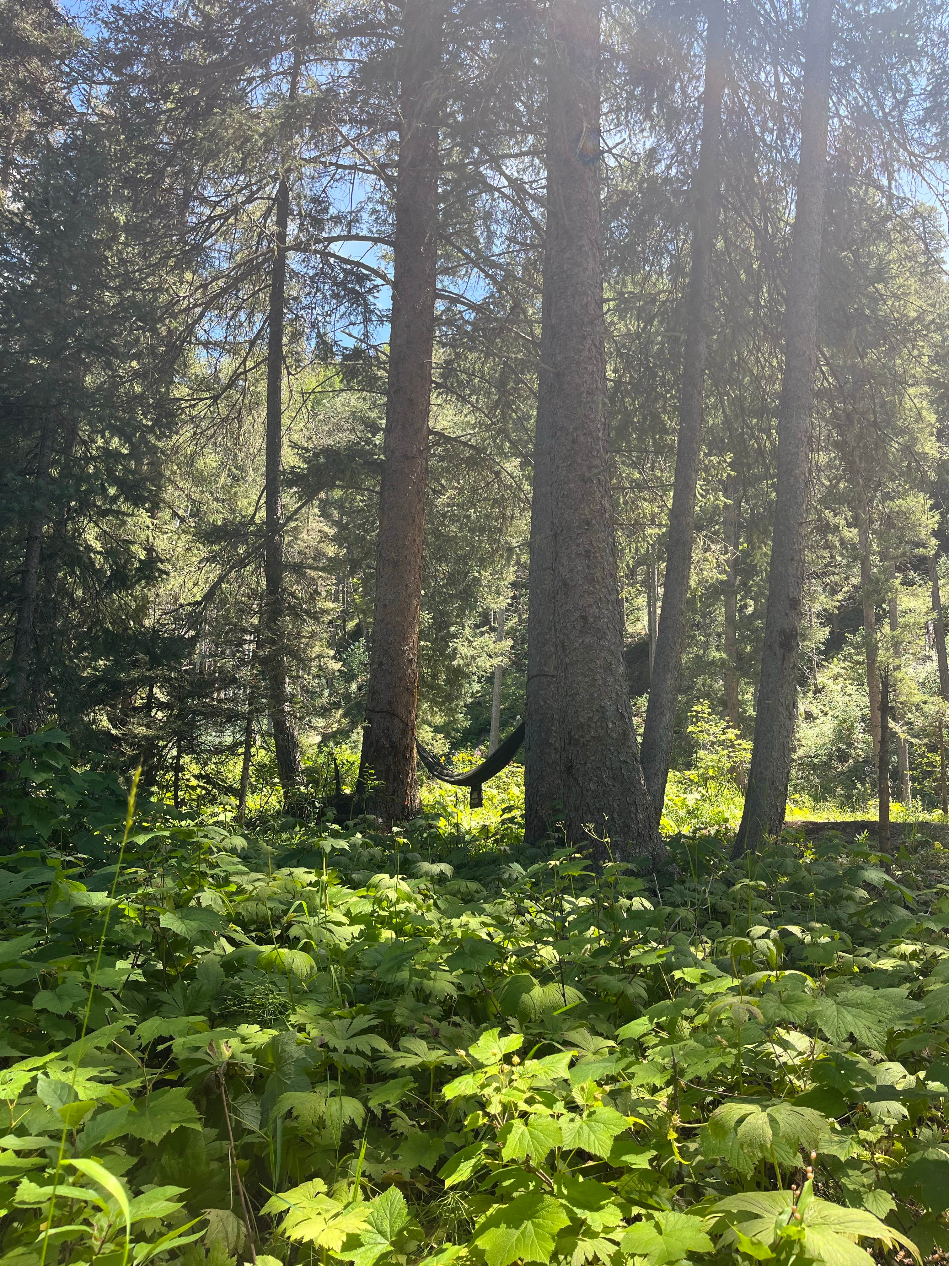 Camping near West Fork Dispersed: FR 024 Dispersed, Pagosa Springs, Colorado