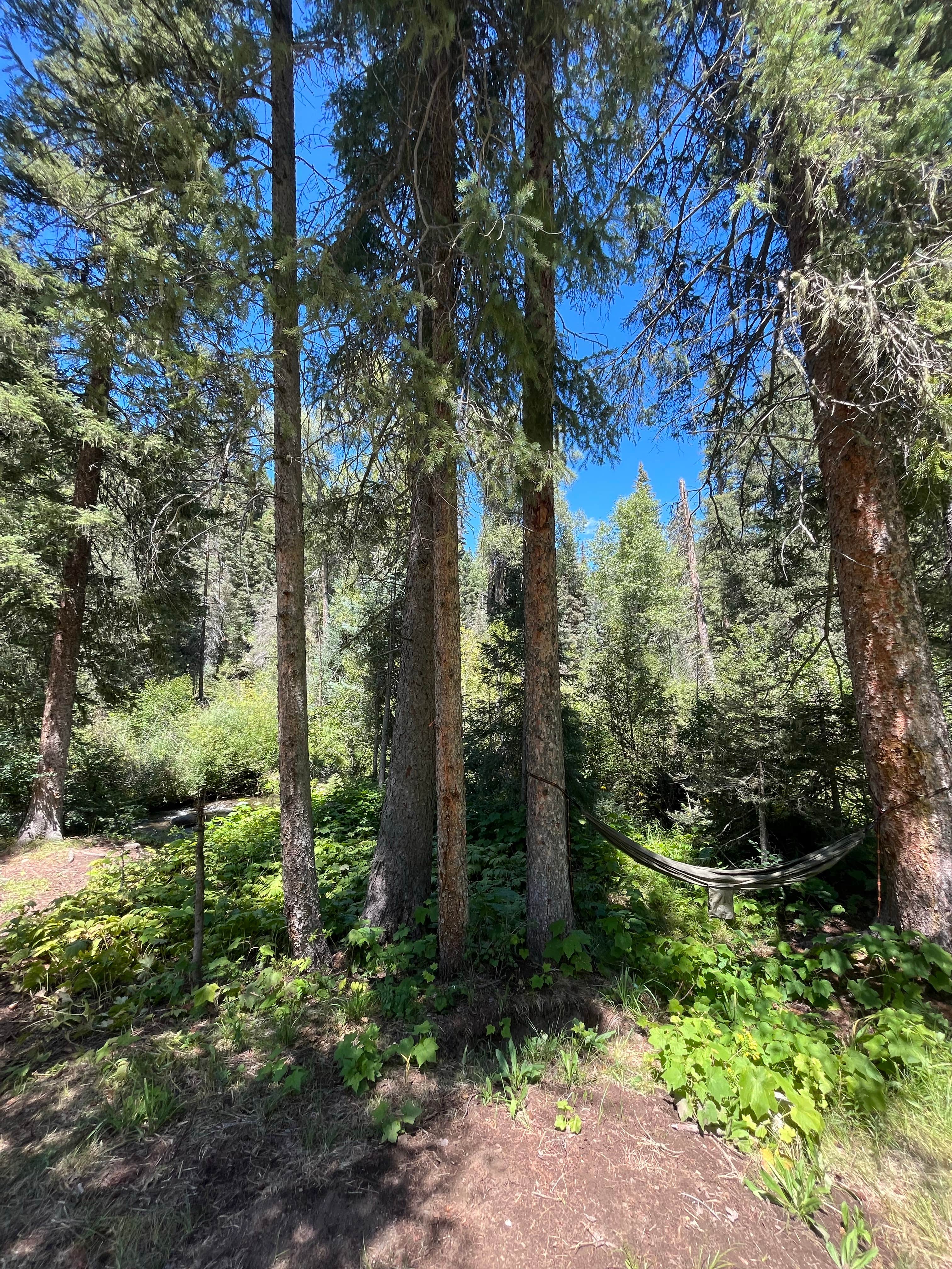 Camper-submitted photo at FR 024 Dispersed near Chromo, CO