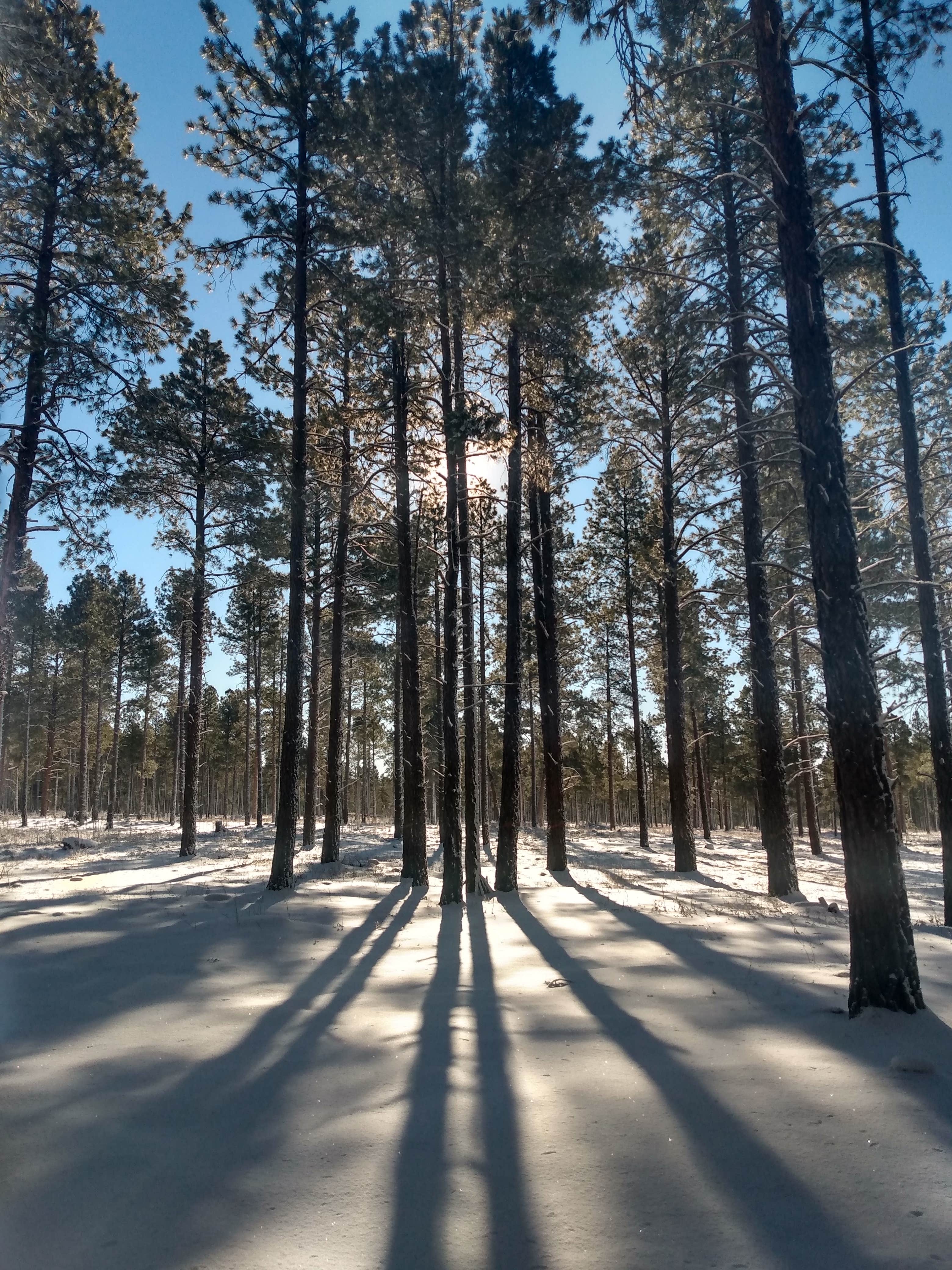 Nomadic Vibes R.'s photo of a dispersed camping area at FR 222 Dispersed near Bellemont, AZ