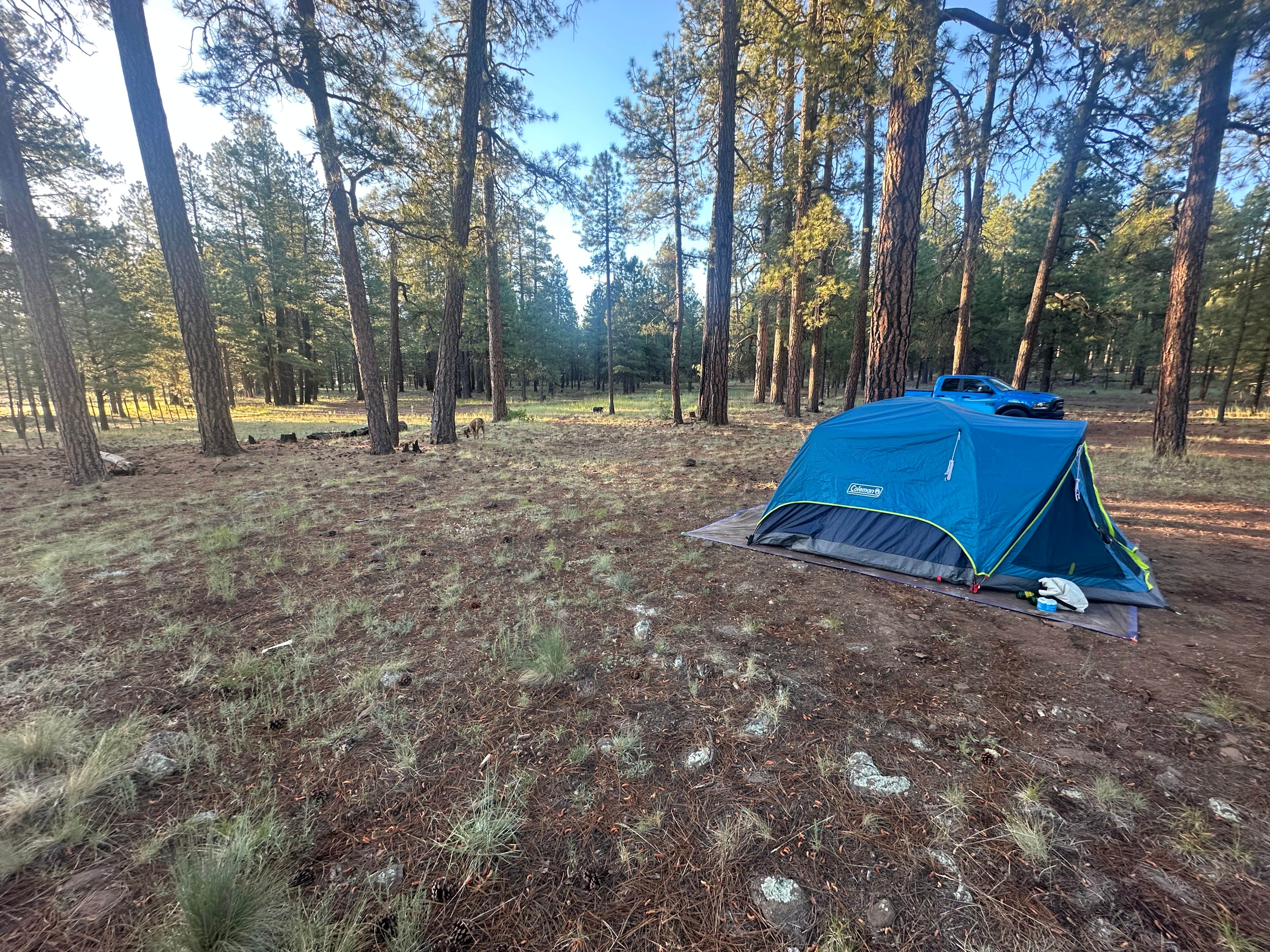 Zach H.'s photo of camping with pets at FR 240 Dispersed Camping near Coconino National Forest