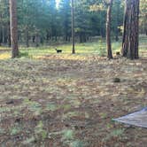 Review photo of FR 240 Dispersed Camping by Zach H., July 6, 2025