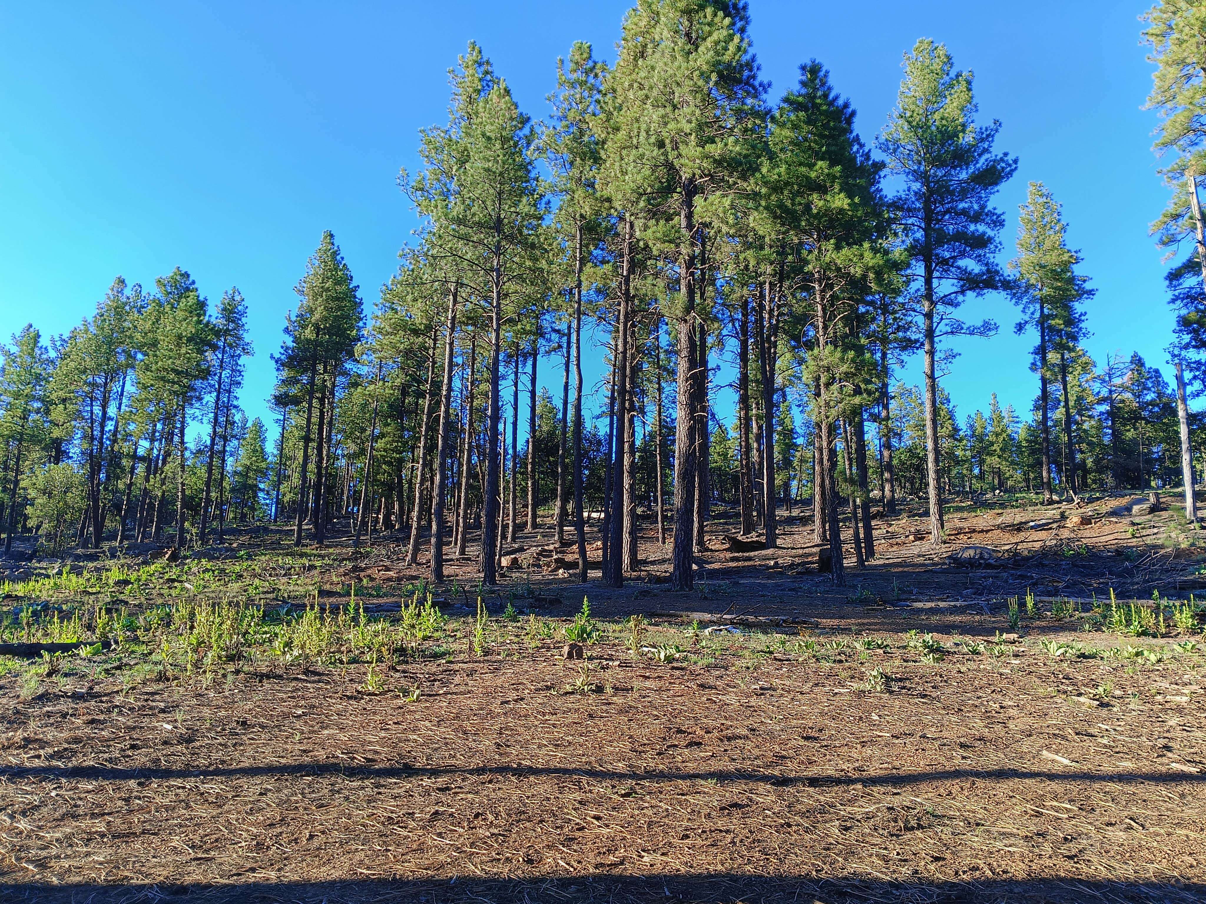 Camper-submitted photo at FR 240 Dispersed Camping near Coconino National Forest Recreation