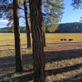 Review photo of FR 240 Dispersed Camping by Paul K., September 24, 2026