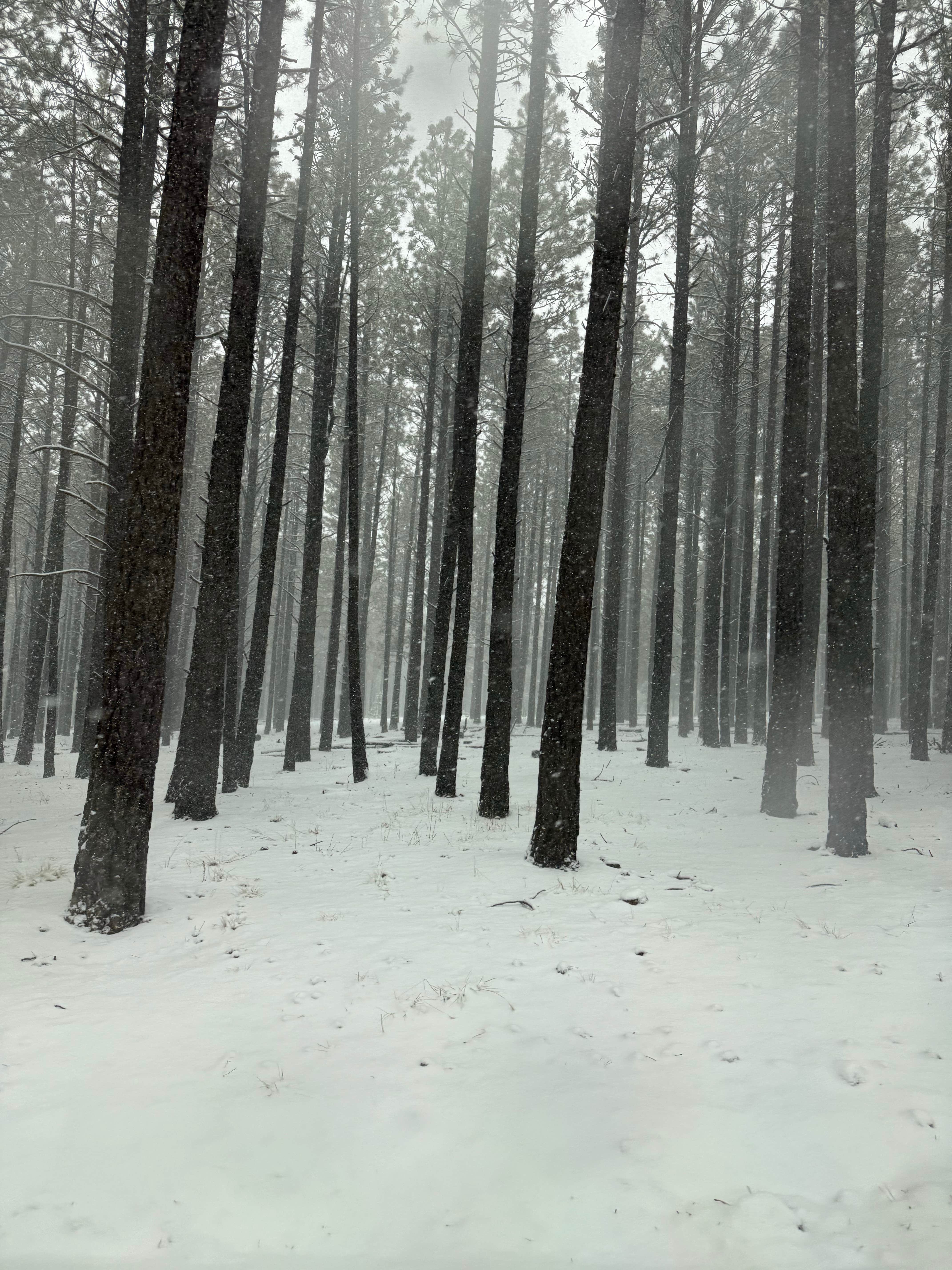Camper-submitted photo at FR 245 - Dispersed Camping near Parks, AZ