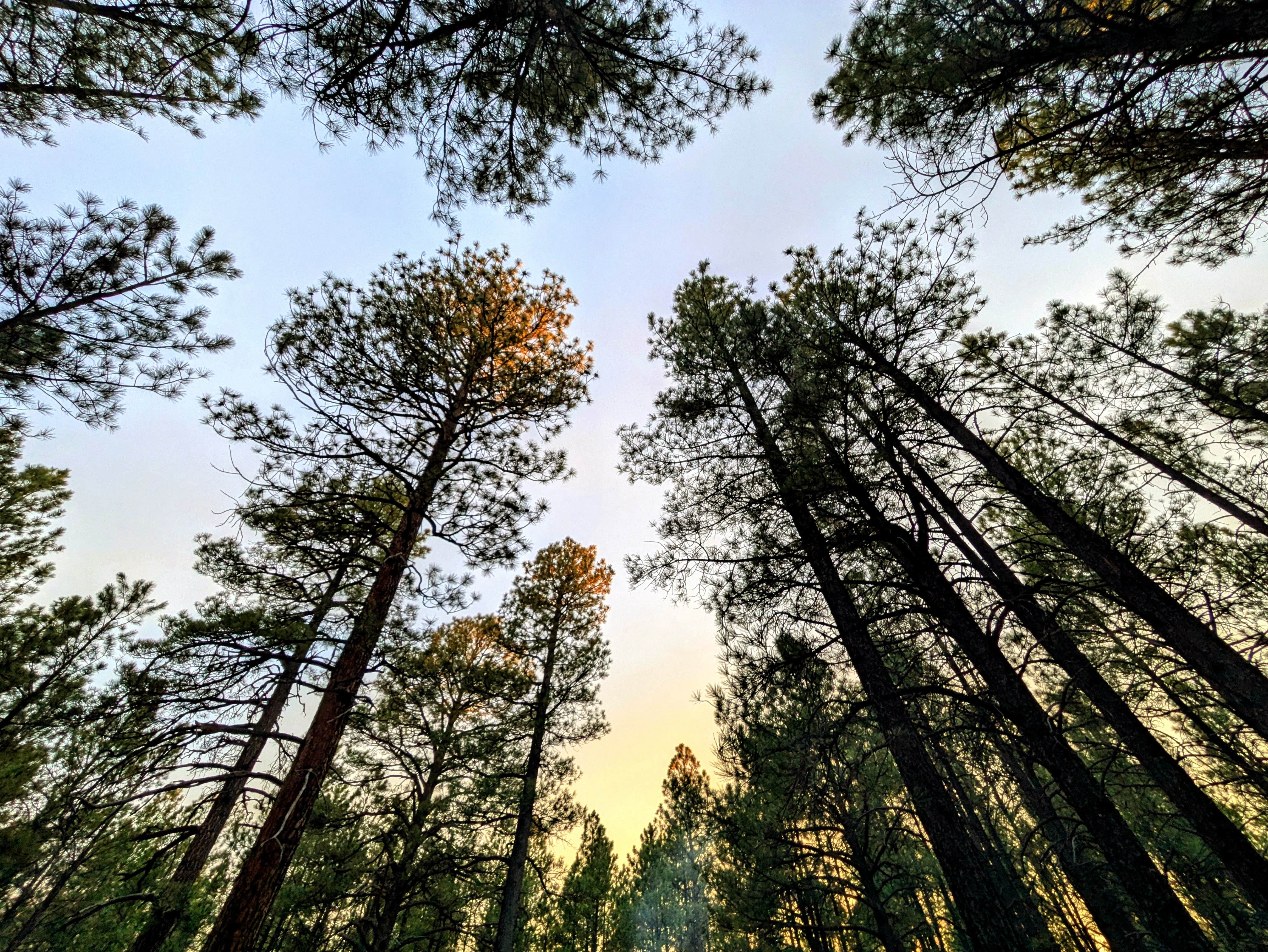 The Longs ..'s photo of a dispersed camping area at FR 245 - Dispersed Camping near Williams, AZ