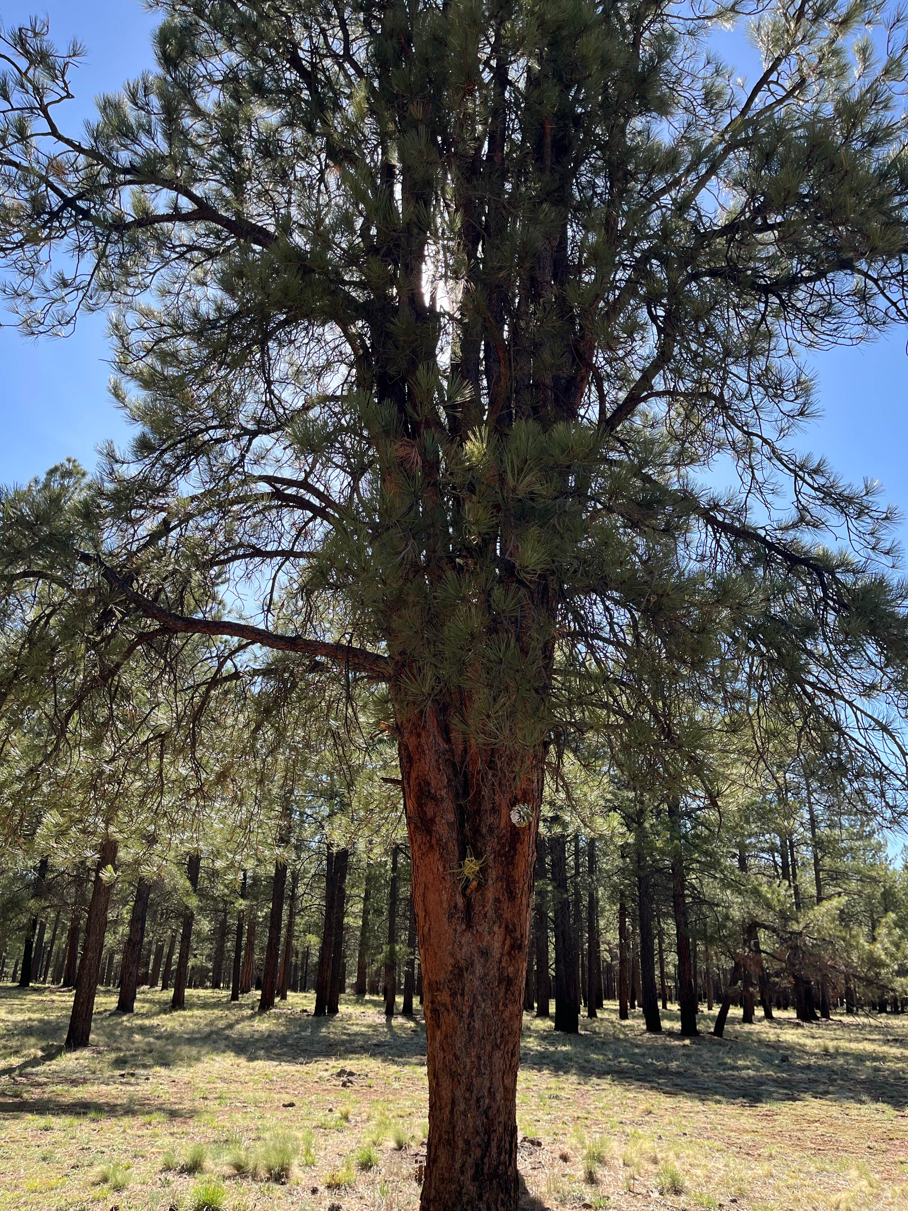 Camper-submitted photo at FR 245 - Dispersed Camping near Parks, AZ