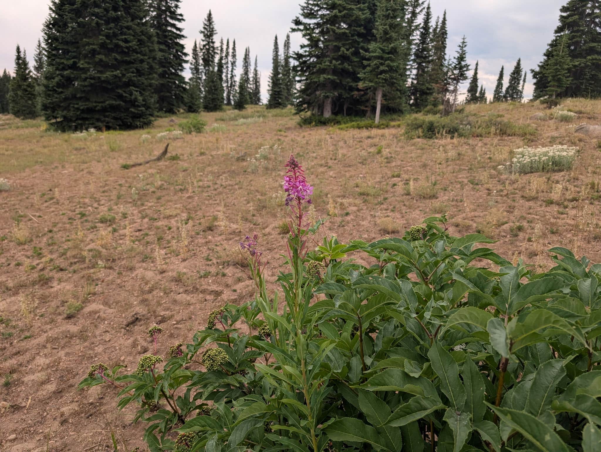 FR-302 Dispersed Camping - Rabbit Ears Pass
