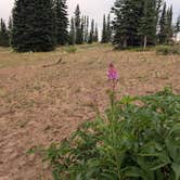 Review photo of FR-302 Dispersed Camping - Rabbit Ears Pass by Sue B., August 10, 2025