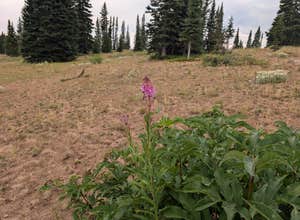FR-302 Dispersed Camping - Rabbit Ears Pass