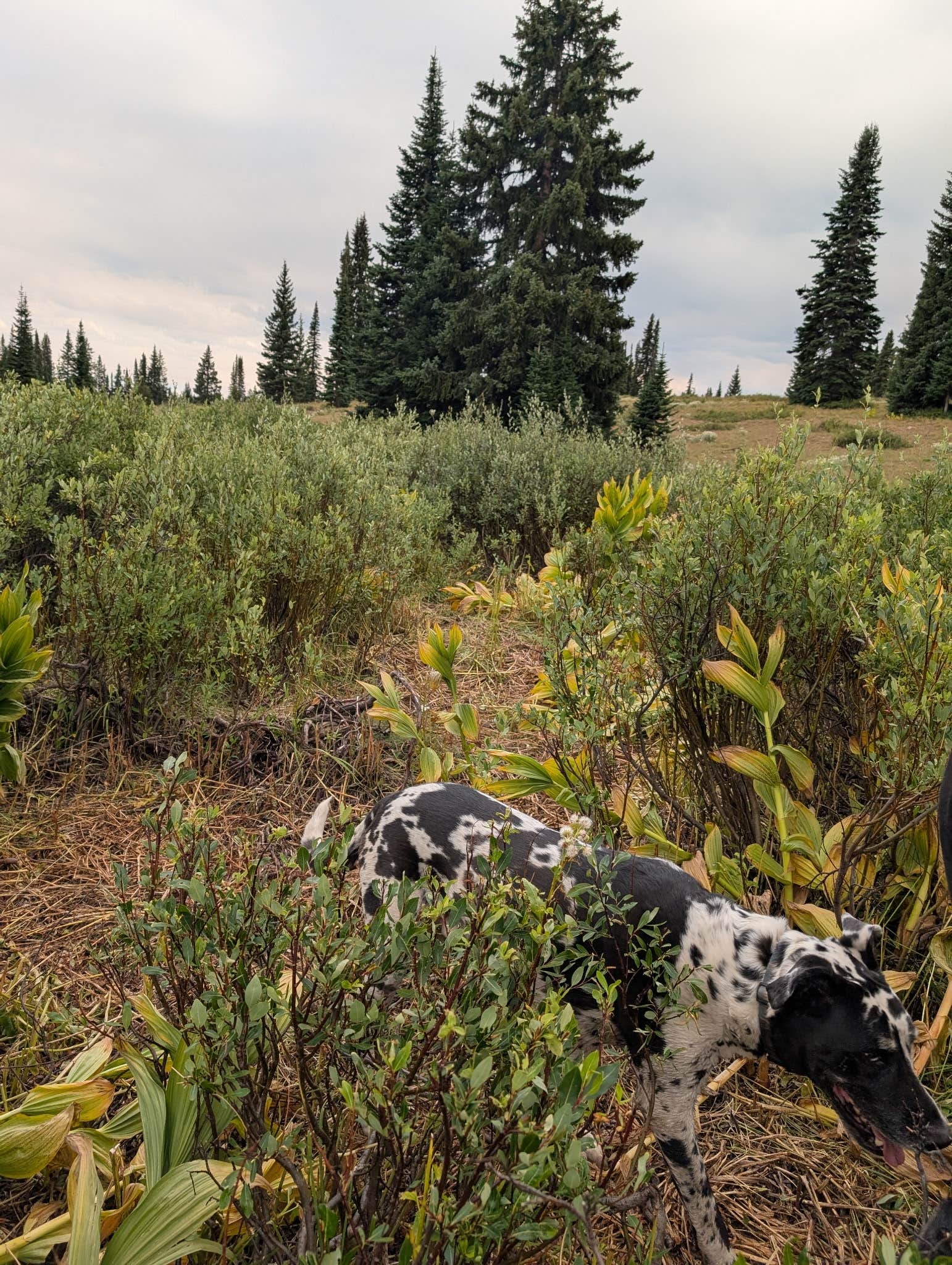 Sue B.'s photo of camping with pets at FR-302 Dispersed Camping - Rabbit Ears Pass near Steamboat Springs, CO