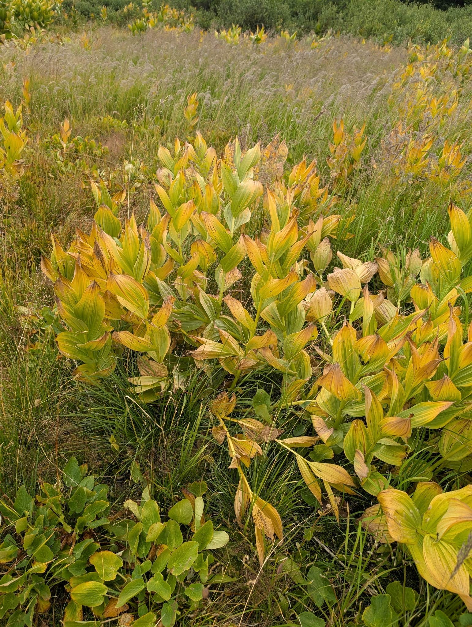 FR-302 Dispersed Camping - Rabbit Ears Pass