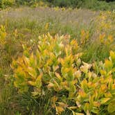 Review photo of FR-302 Dispersed Camping - Rabbit Ears Pass by Sue B., August 10, 2025