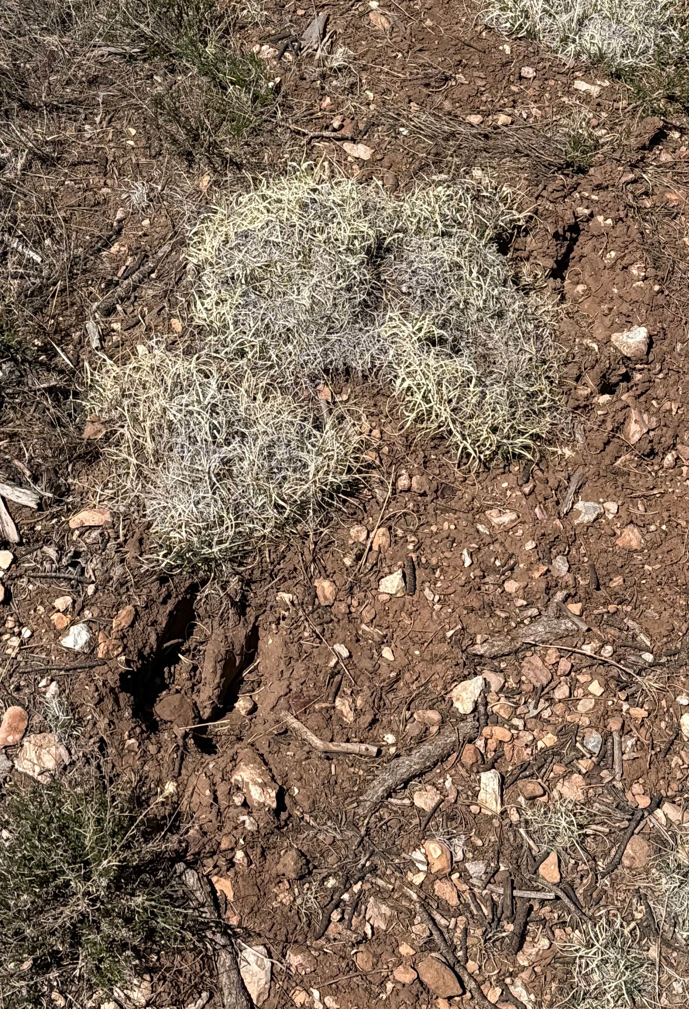 Camper-submitted photo at FR 307P Dispersed near Tuba City, AZ