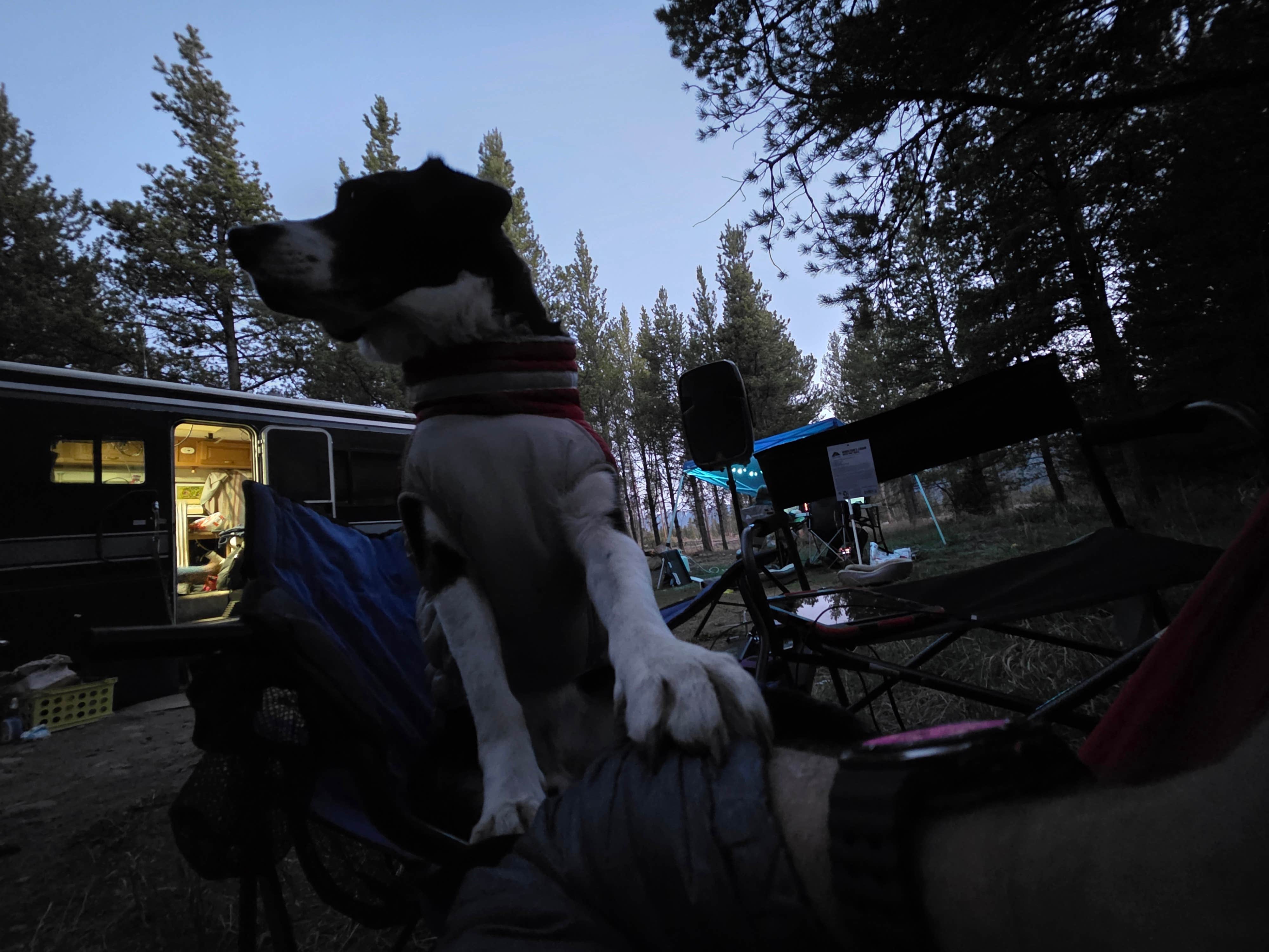Camper submitted image from FR 48 Dispersed Camping - 5