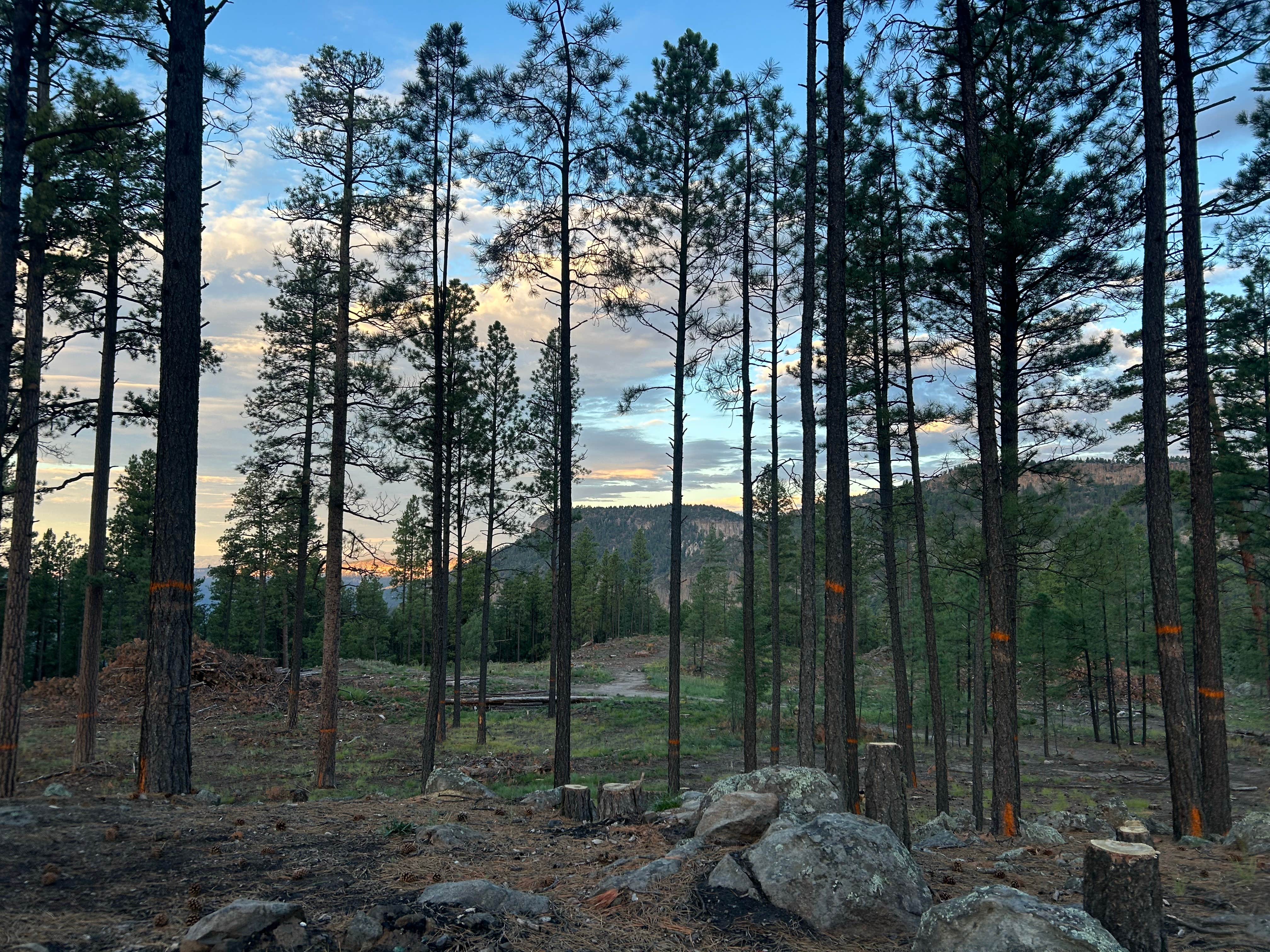 Camper submitted image from FR 4B Dispersed - 2