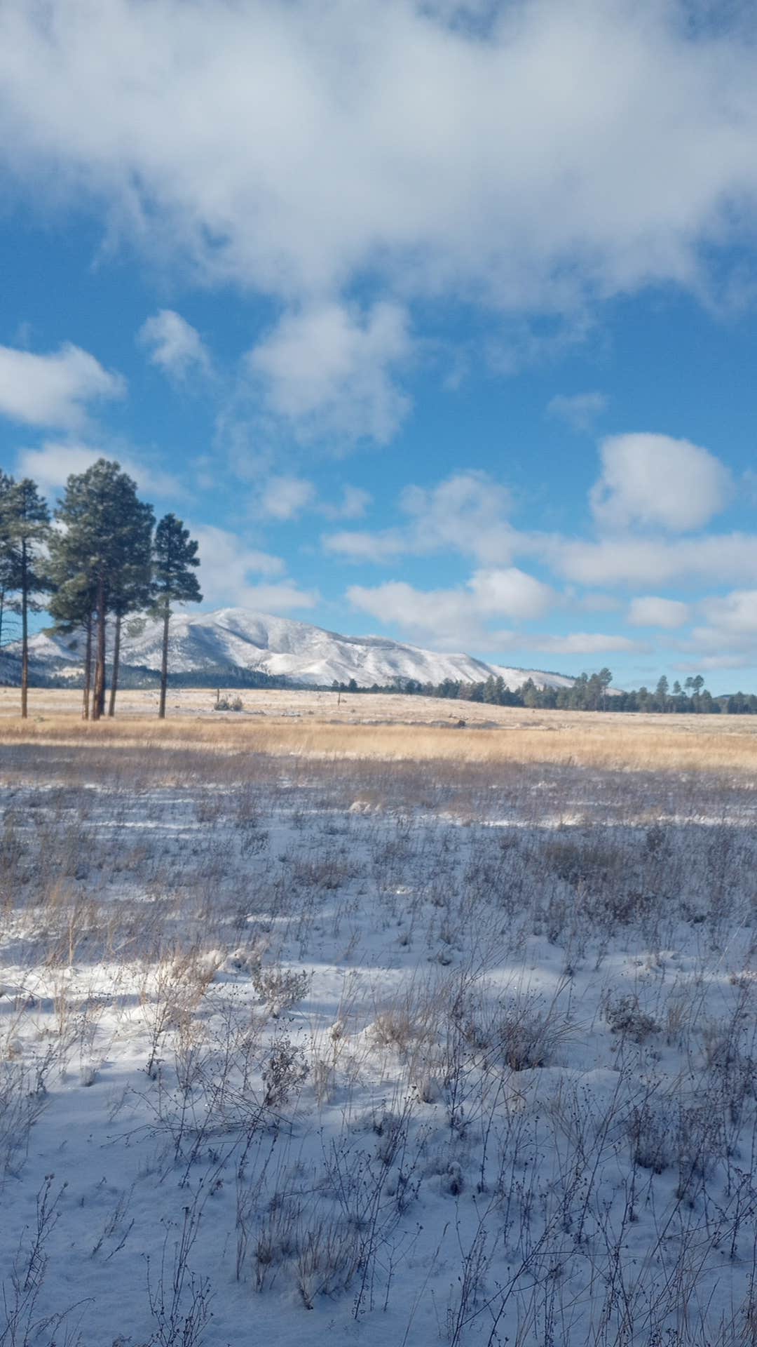 Starseed P.'s photo of a dispersed camping area at FR 523 dispersed near Cameron, AZ