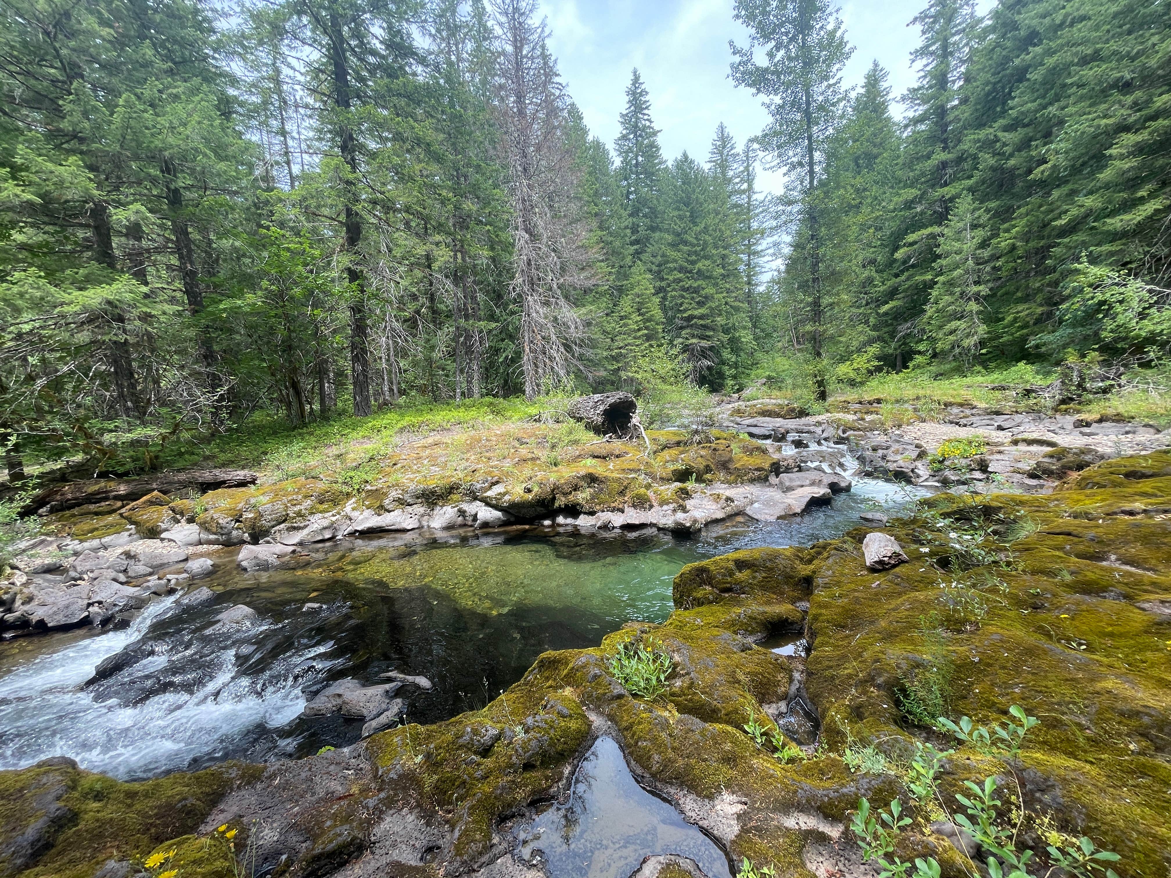 Camper-submitted photo at FR-604 Dispersed Site near Camas, WA
