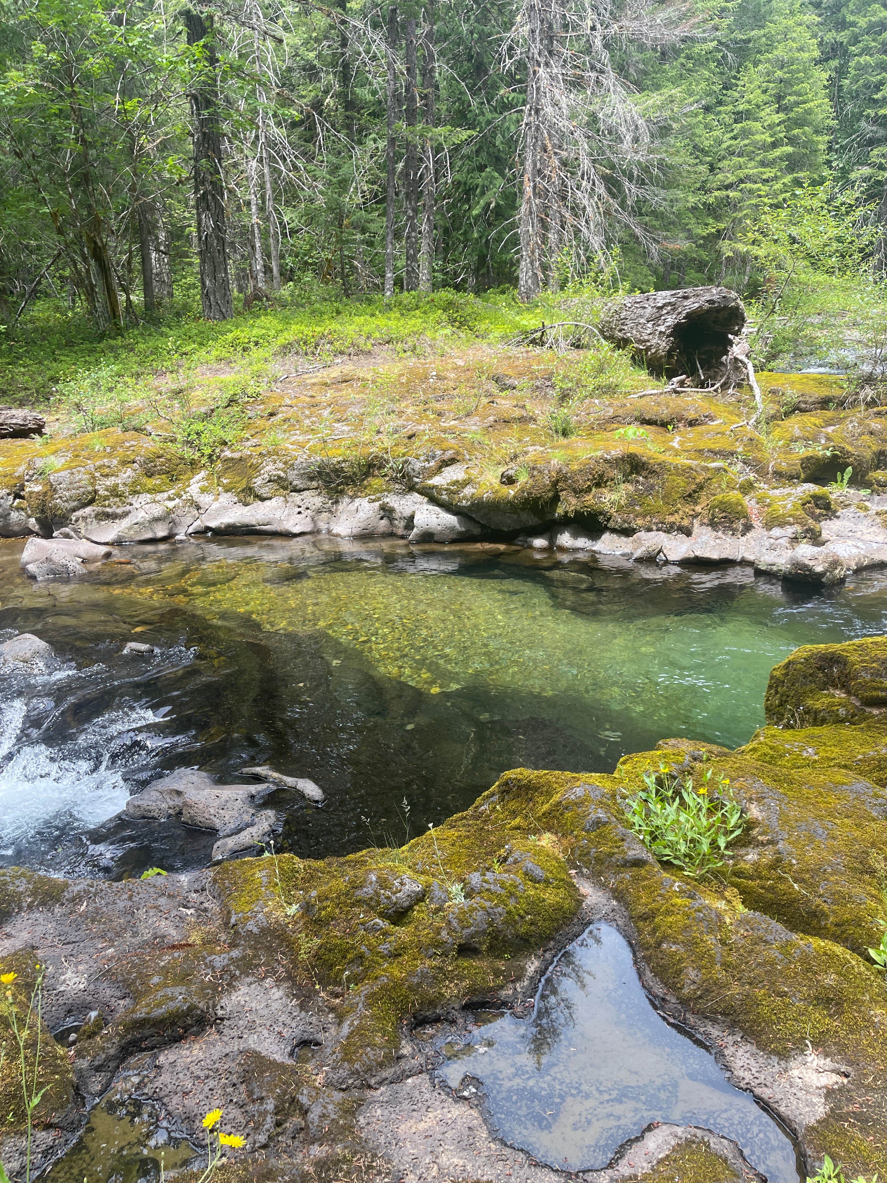 Camper-submitted photo at FR-604 Dispersed Site near Camas, WA