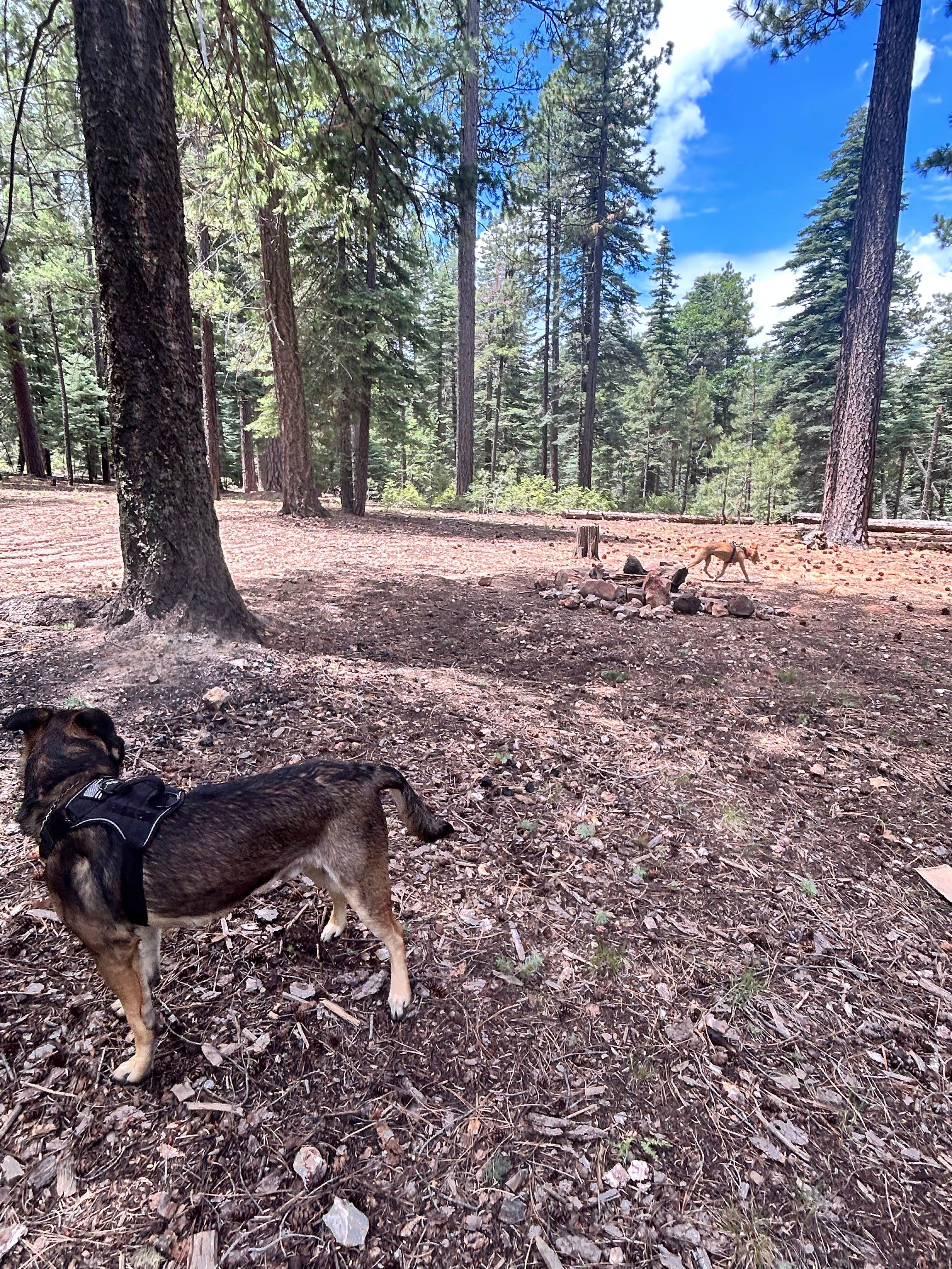 Robert H.'s photo of camping with pets at FR141 Dispersed Site near Strawberry, AZ