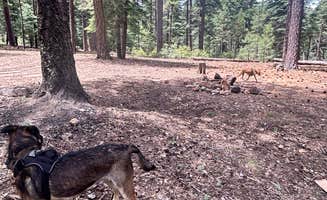 Robert H.'s photo of camping with pets at FR141 Dispersed Site near Strawberry, AZ