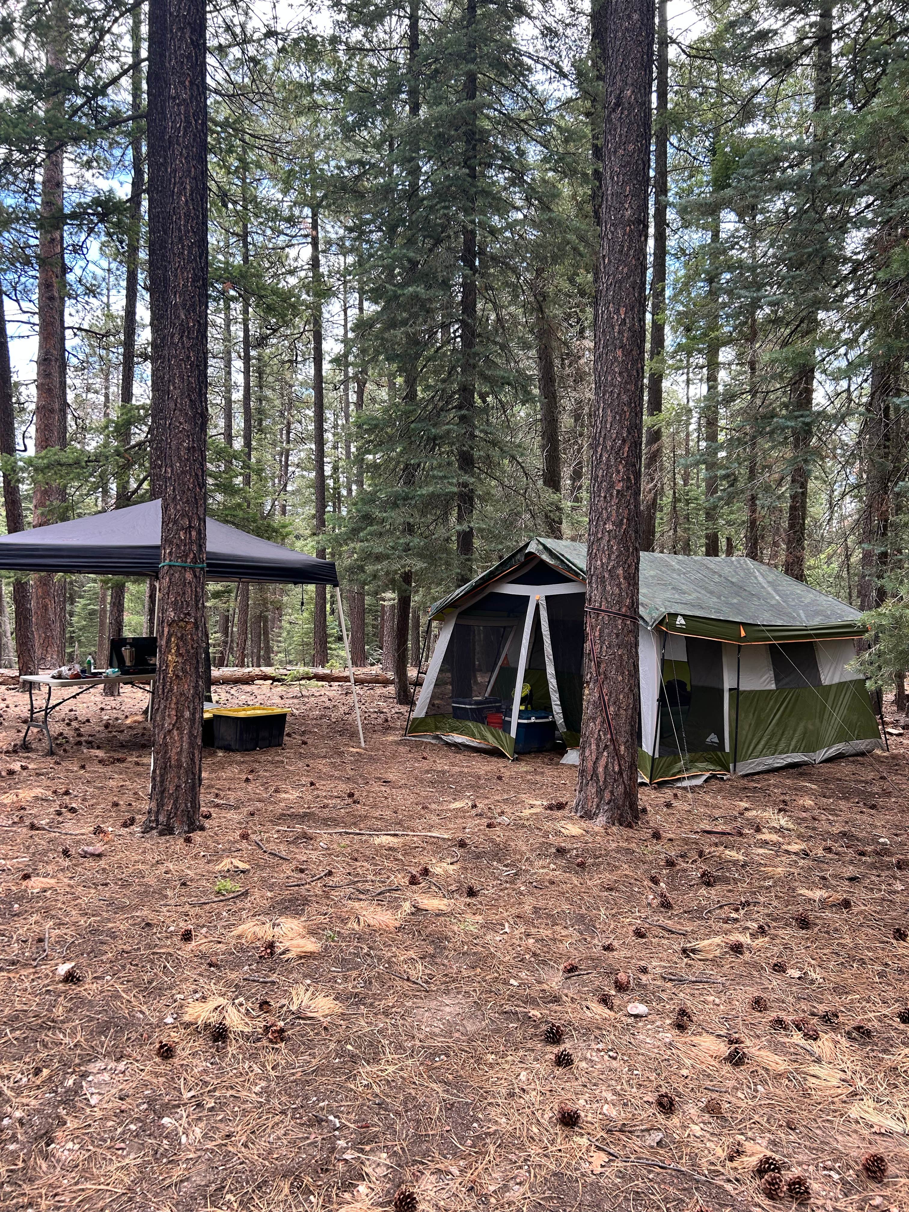 Camping near Dispersed Camping near Baker Butte: FR141 Dispersed Site, Pine, Arizona