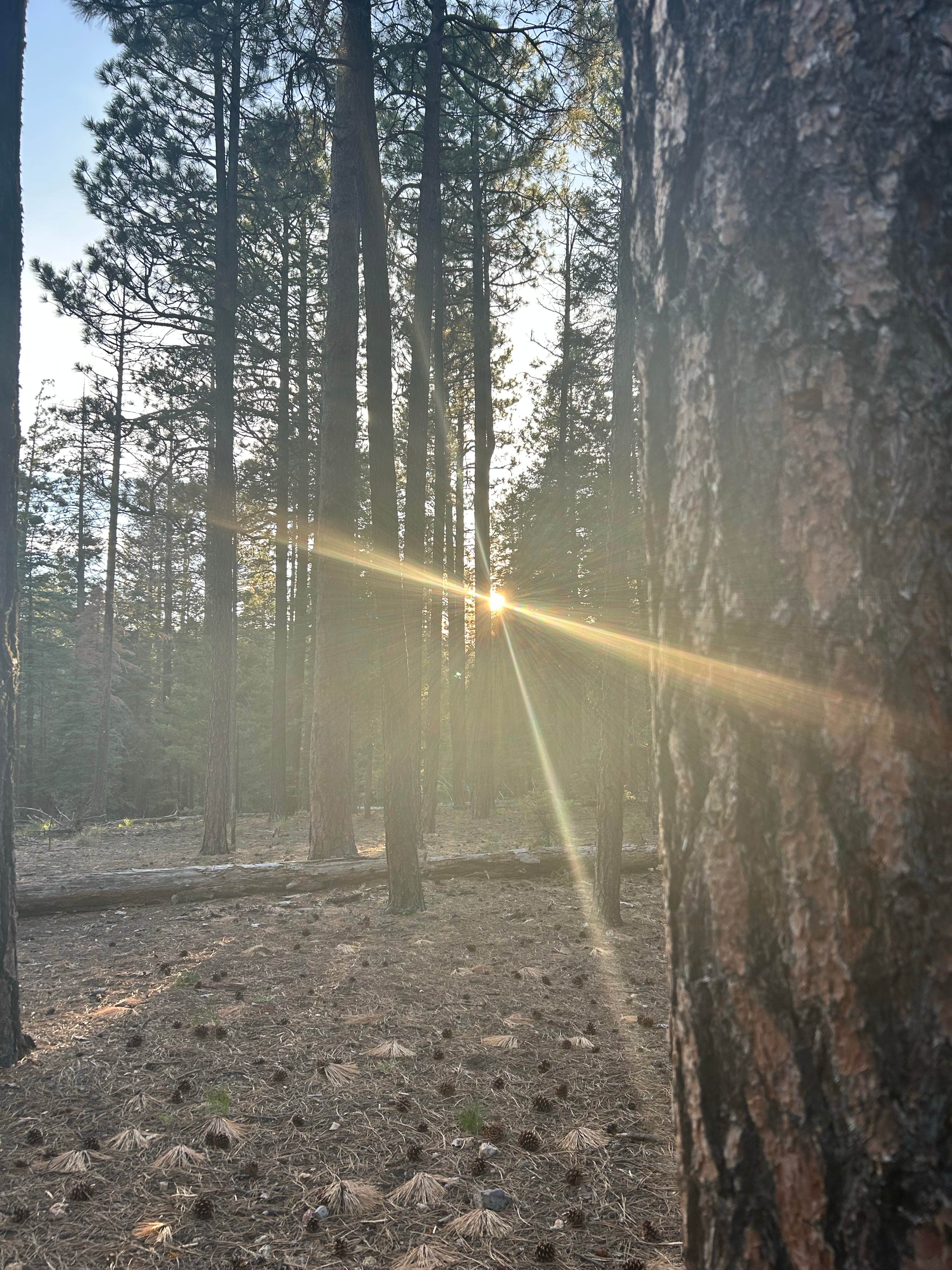 Camper-submitted photo at FR141 Dispersed Site near Pine, AZ