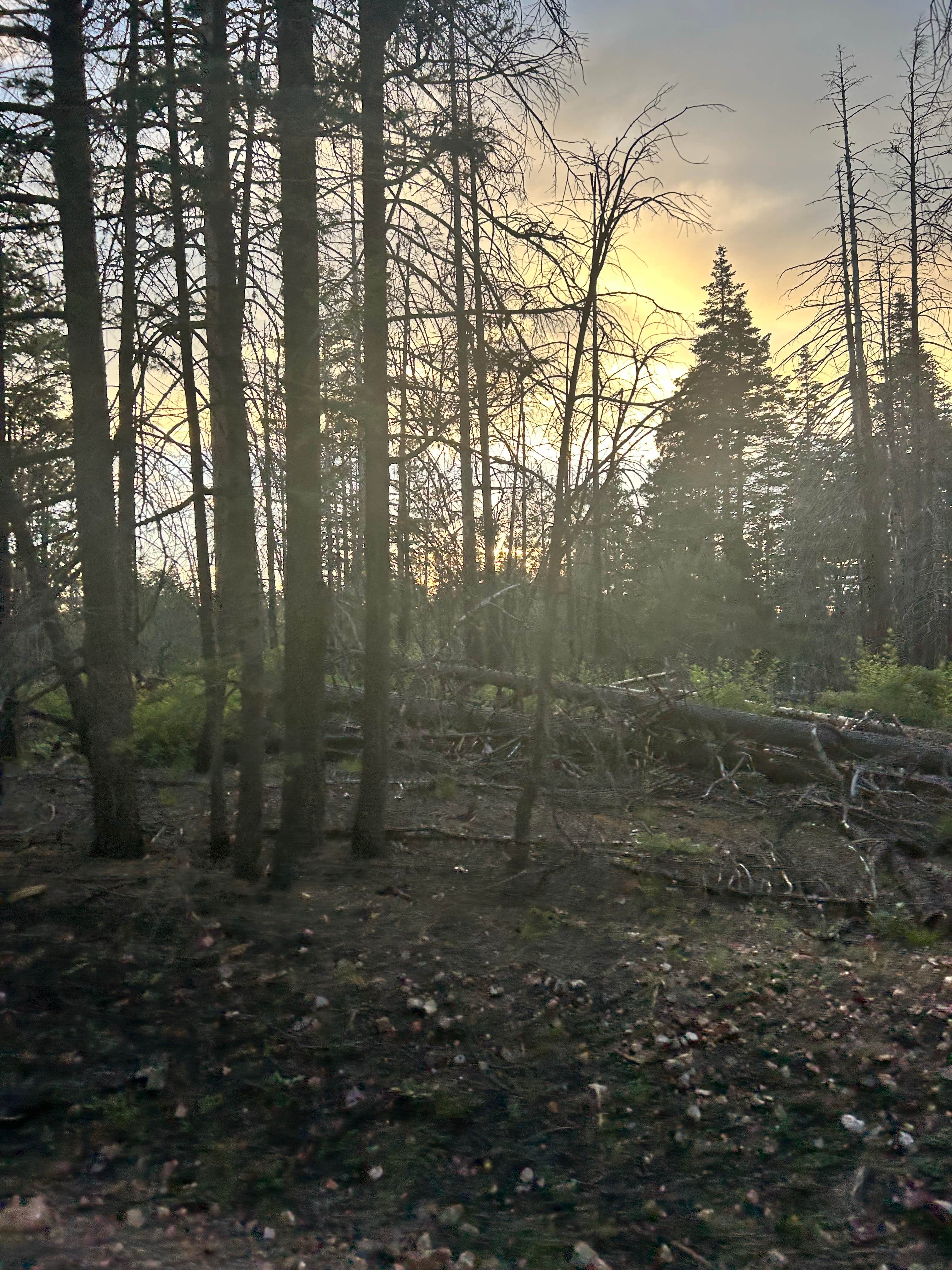 Camper-submitted photo at FR141 Dispersed Site near Pine, AZ