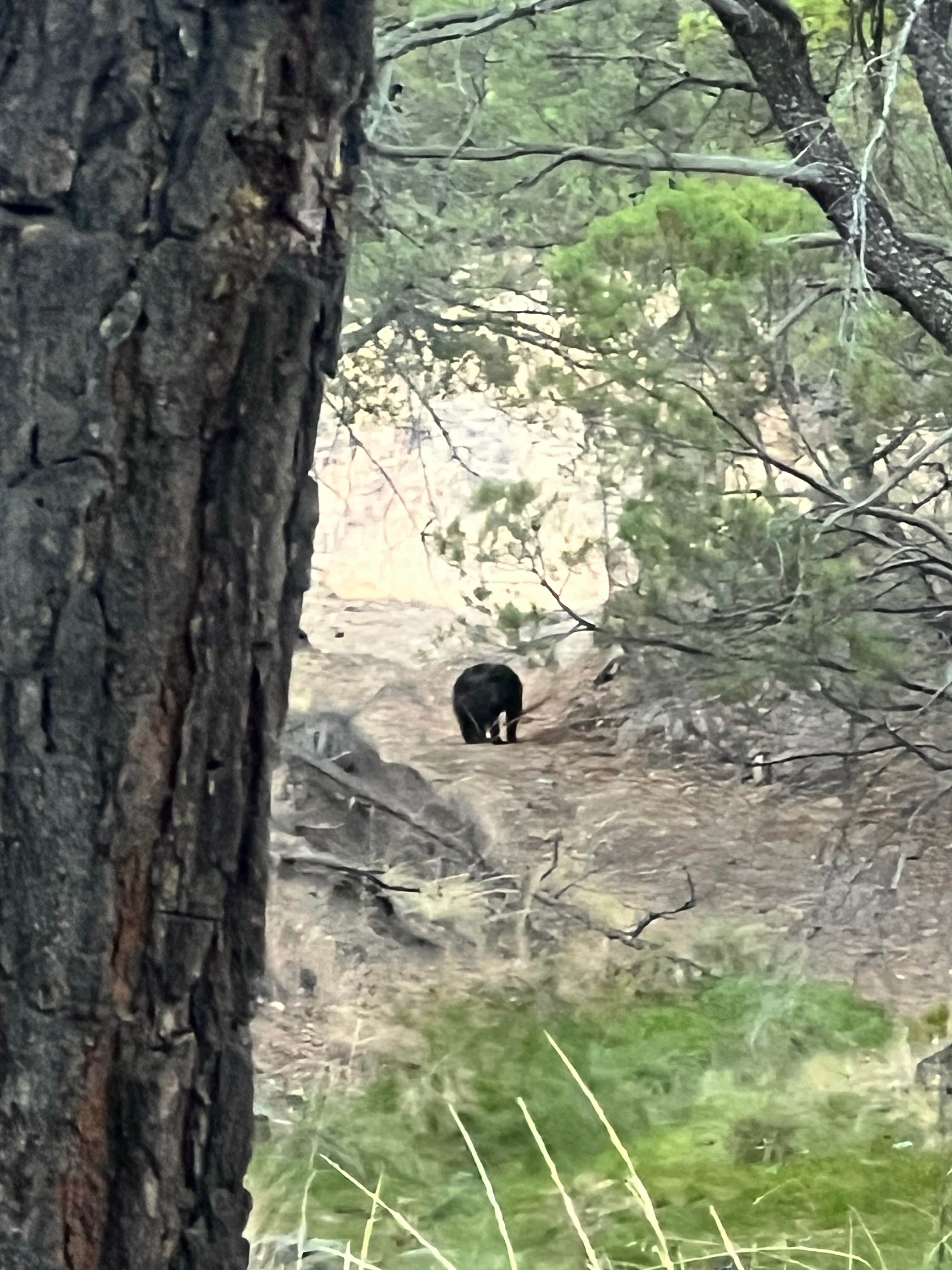 Camping near Ash Canyon Road Dispersed: FR228, Fort Huachuca, Arizona