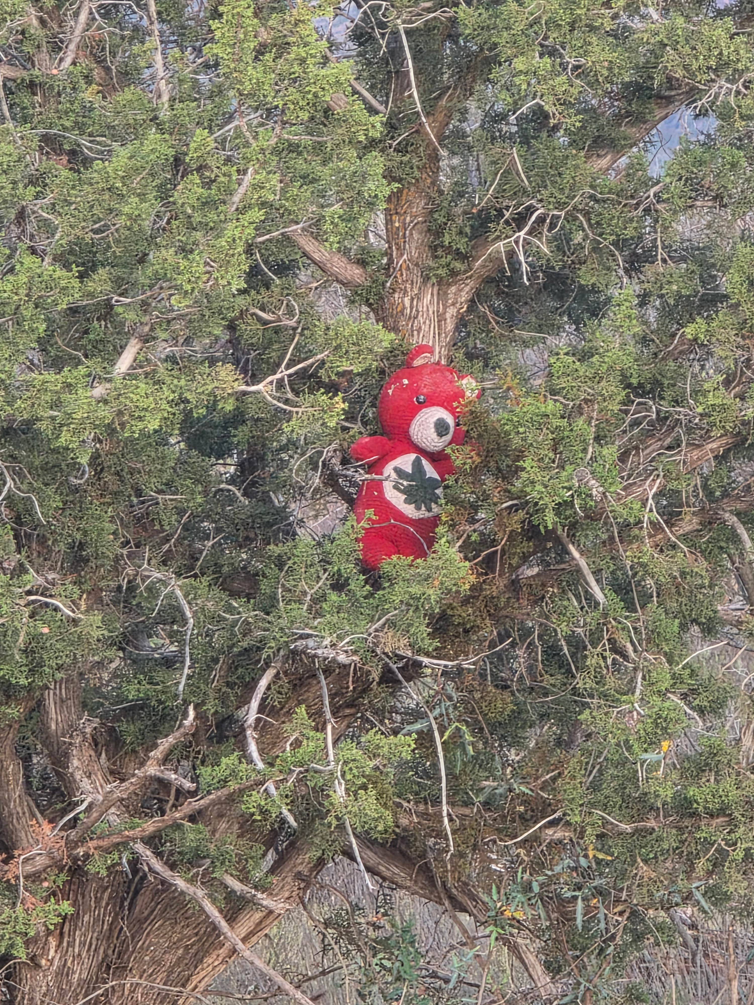 Camper-submitted photo at FR414 Dispersed Camp Site near Payson, AZ