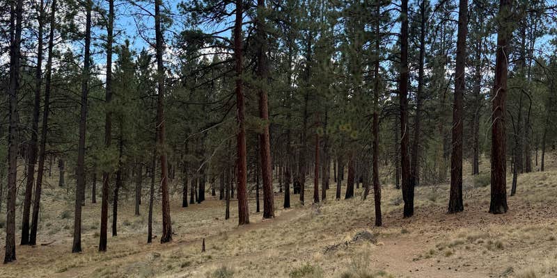 Camper submitted image from FR4610 Dispersed