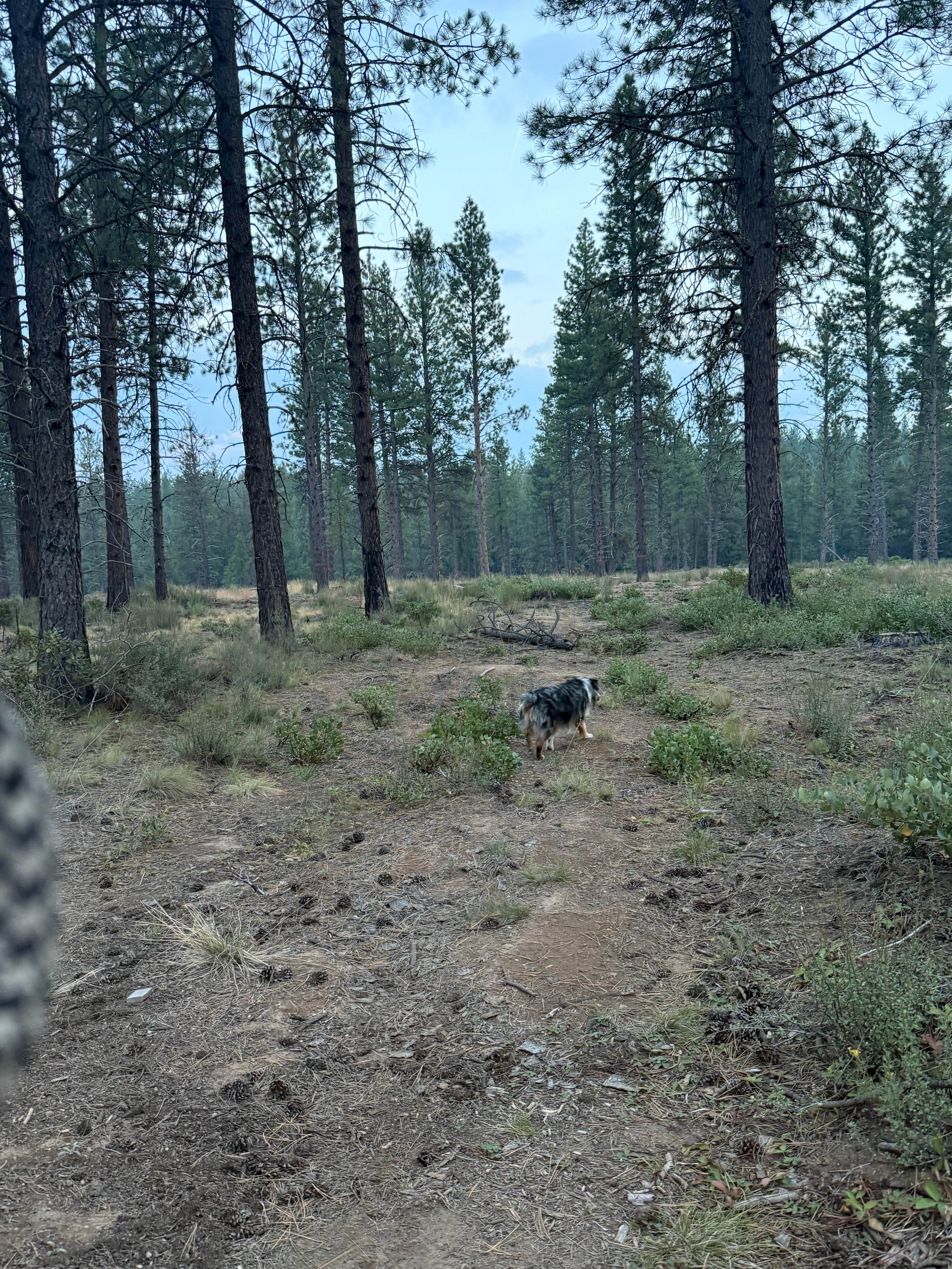 Camper-submitted photo at FR4610 Dispersed near Bend, OR