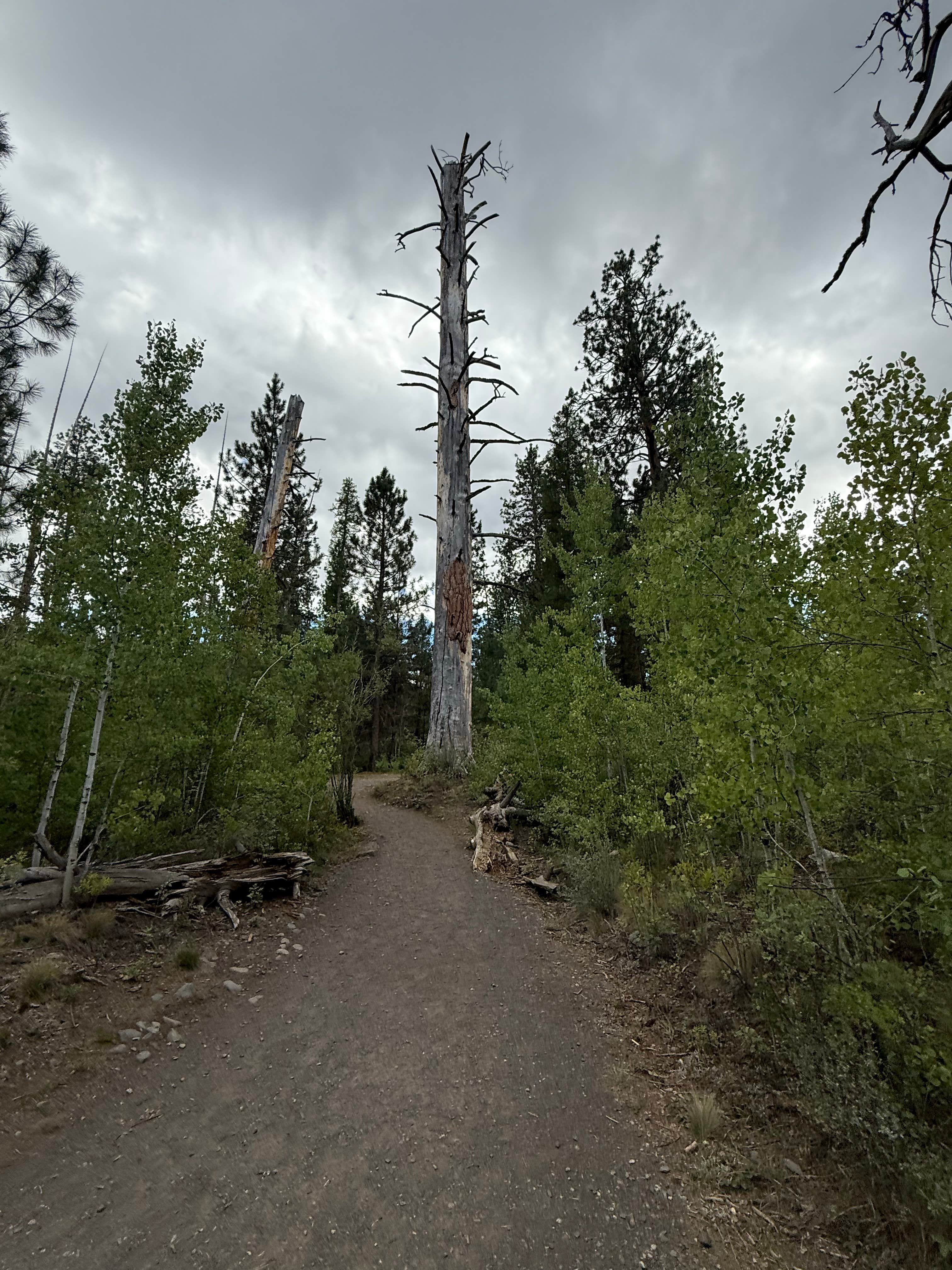 Camper-submitted photo at FR4610 Dispersed near Bend, OR