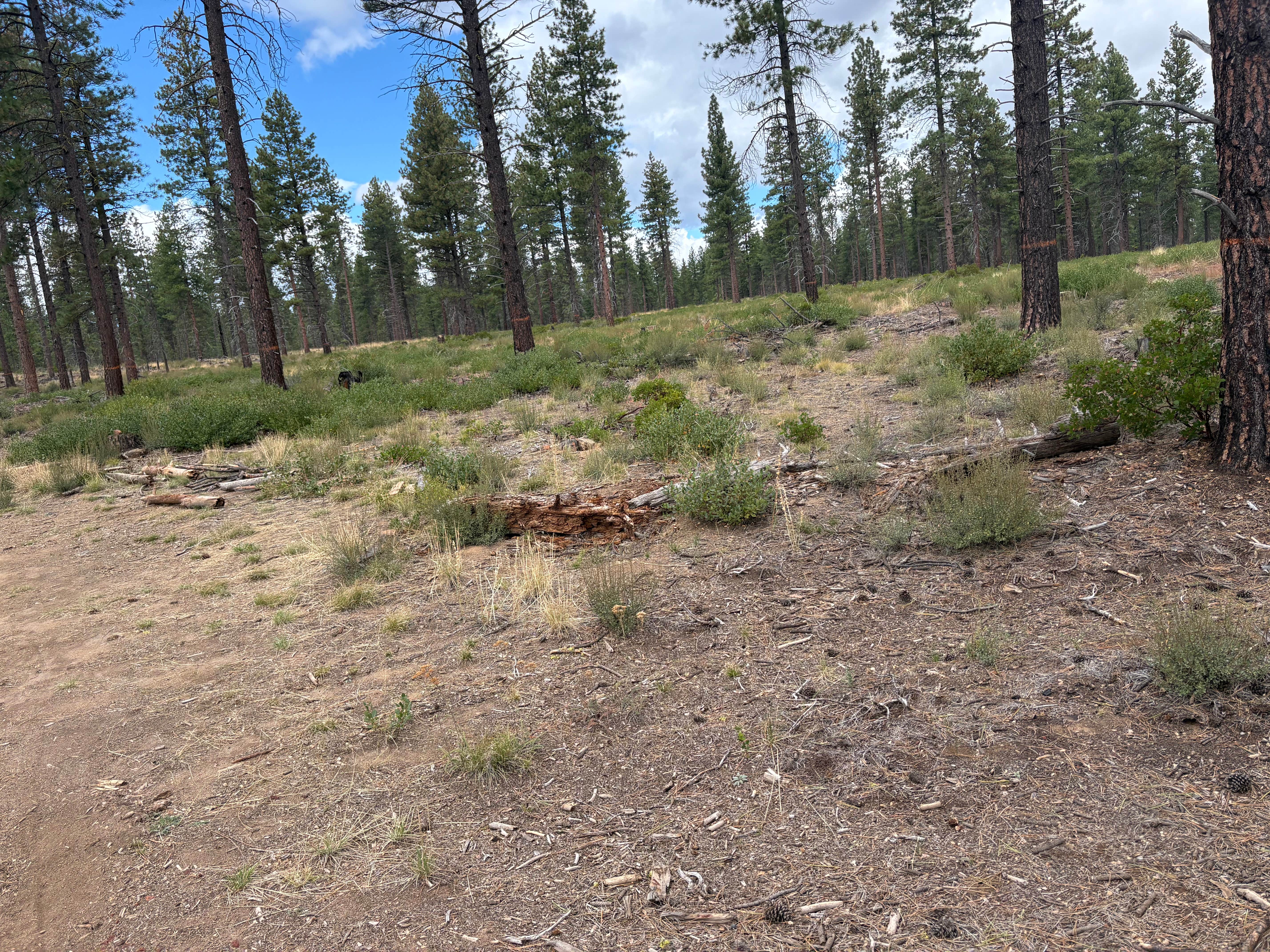 Camper submitted image from FR4610 Dispersed - 3