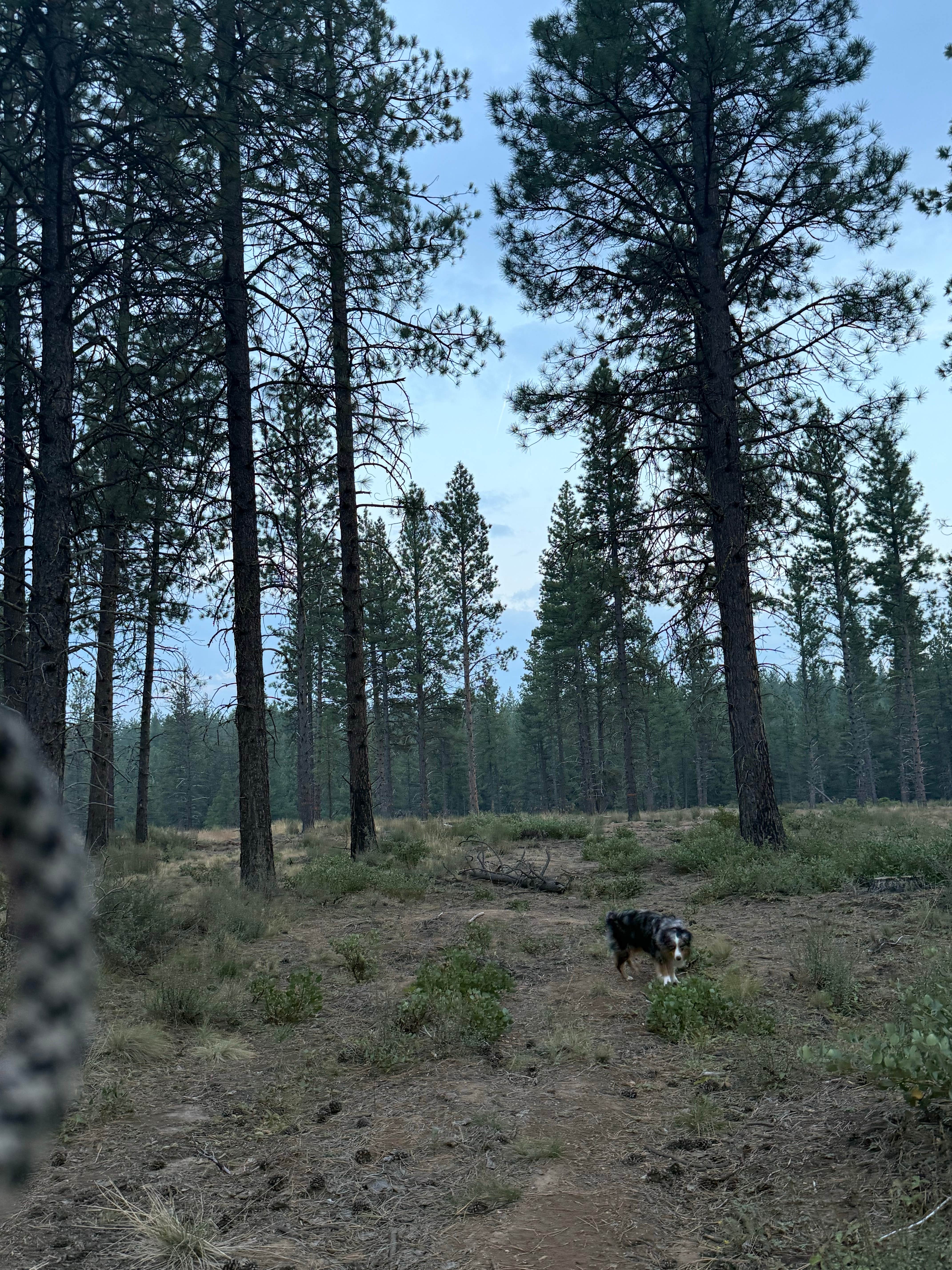 Camper-submitted photo at FR4610 Dispersed near Bend, OR