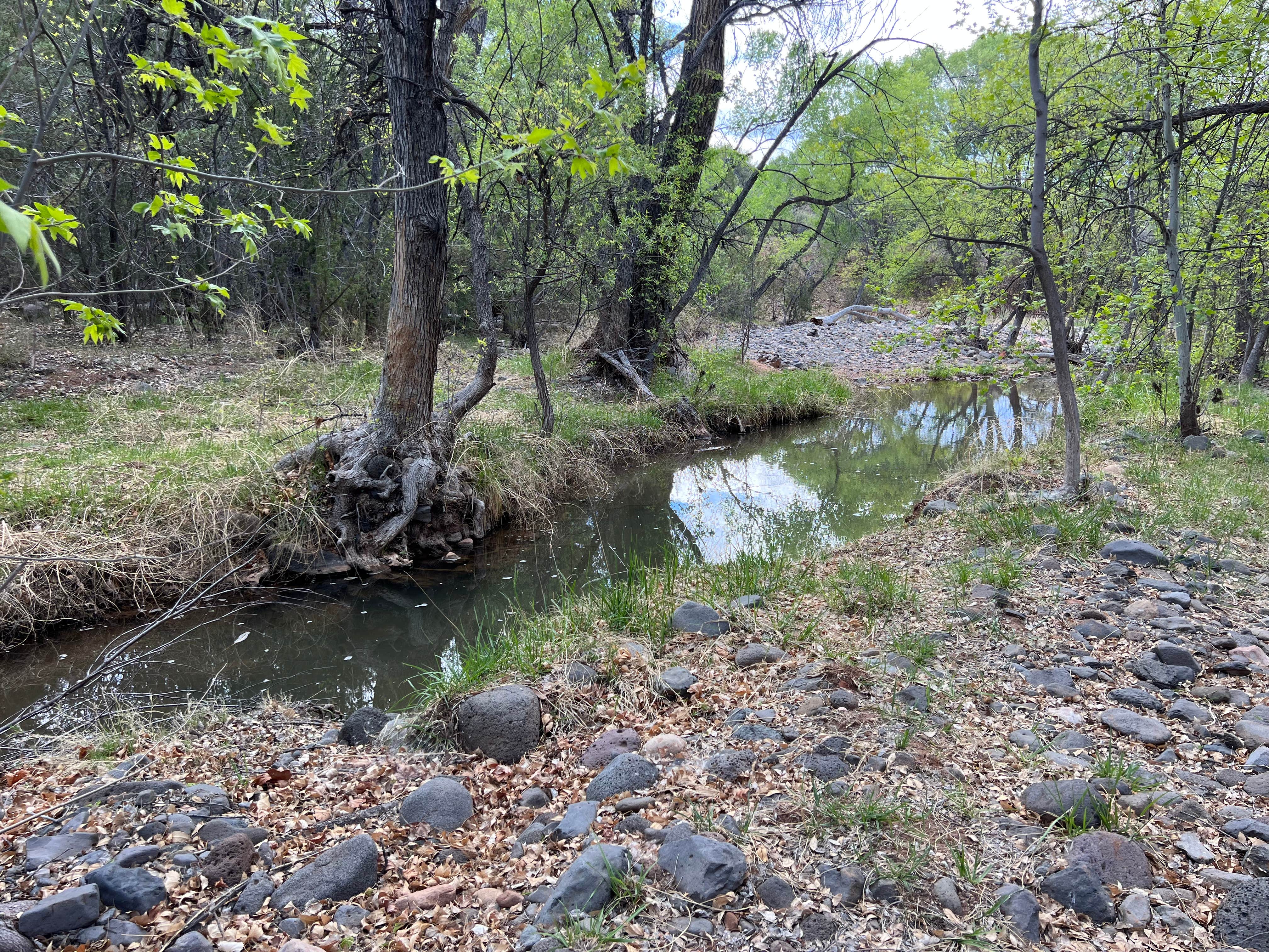 Camper submitted image from FR618 Dispersed Camping - 4