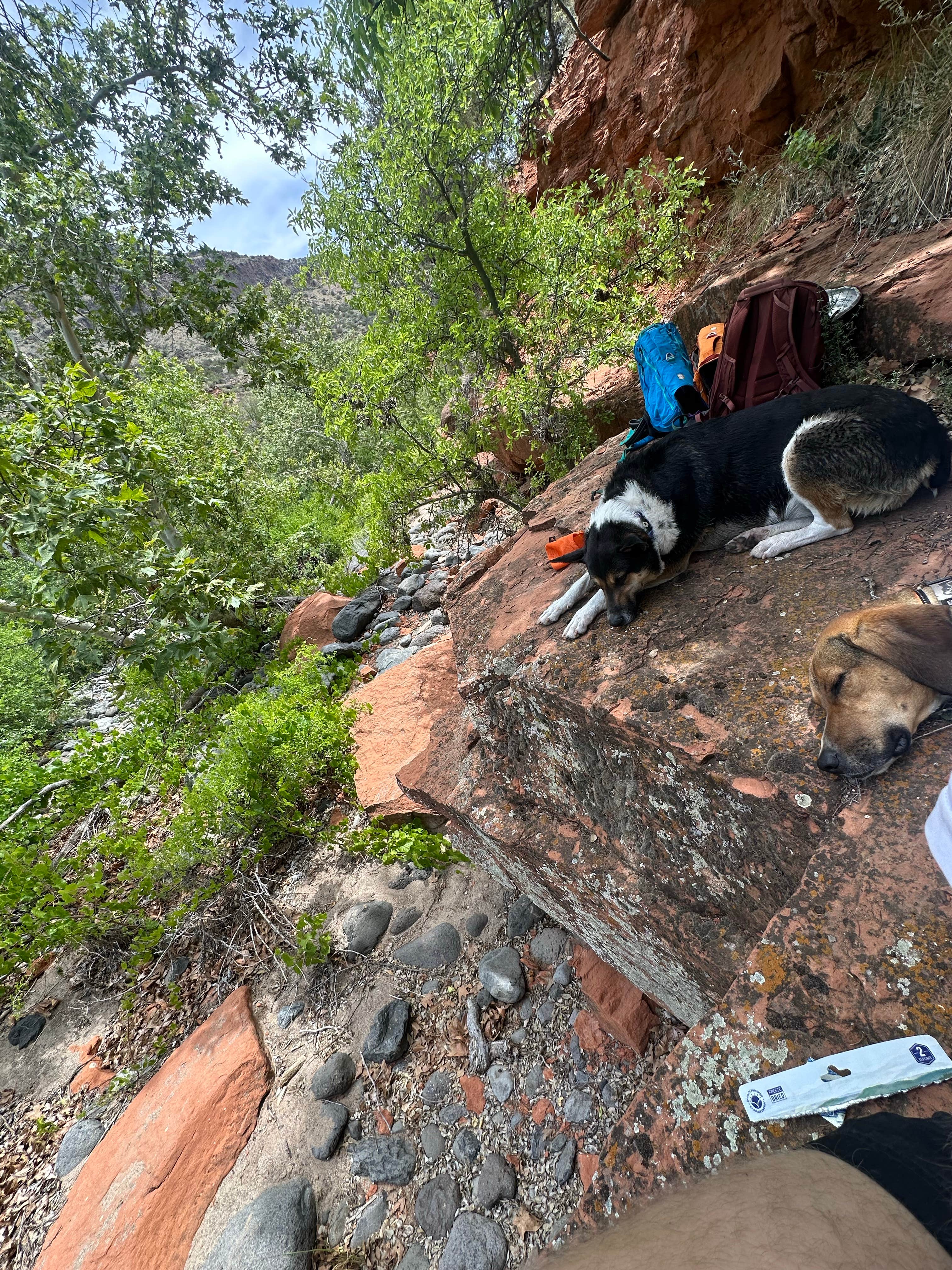 Zach H.'s photo of camping with pets at FR618 Dispersed Camping near Strawberry, AZ