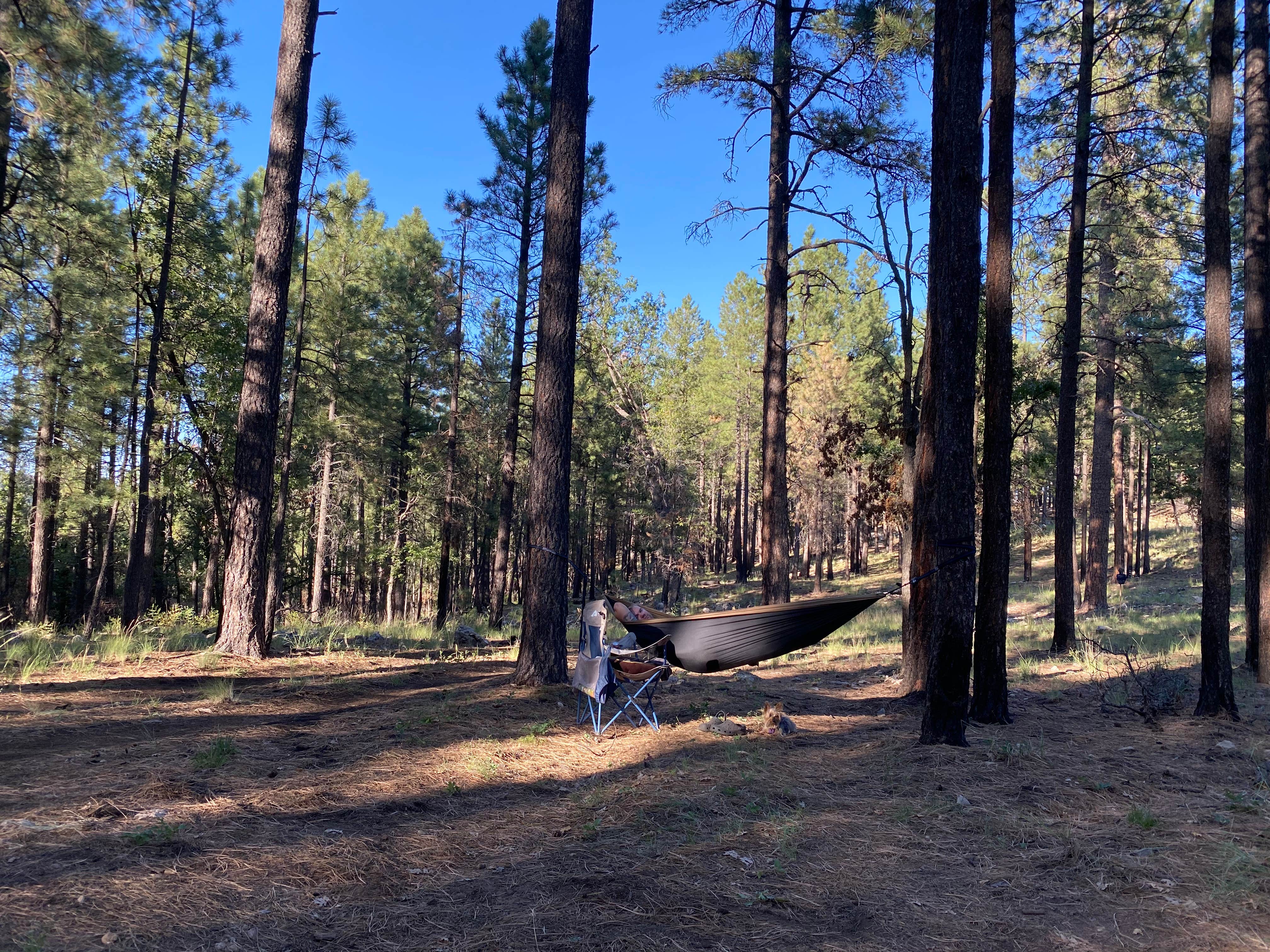 Camper-submitted photo at FR95 Dispersed Camping near Payson, AZ