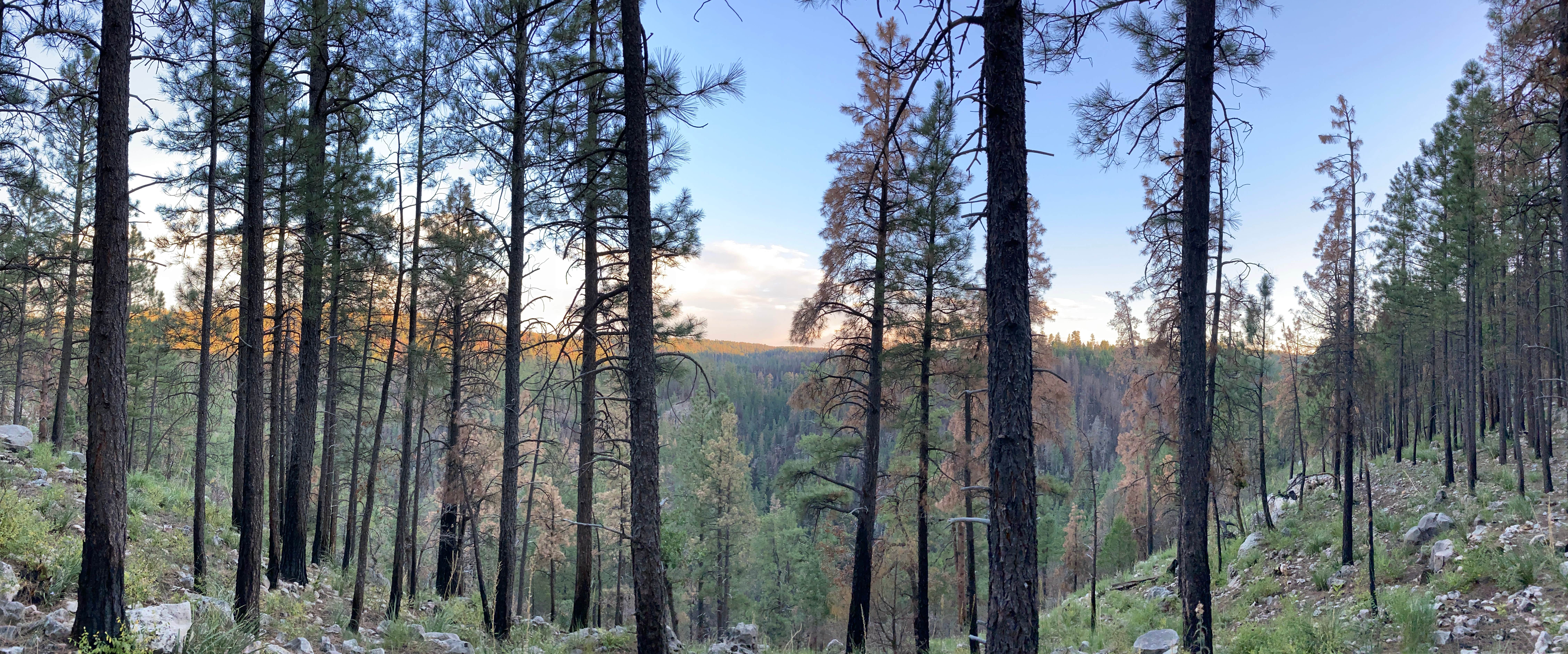 Camper-submitted photo at FR95 Dispersed Camping near Payson, AZ