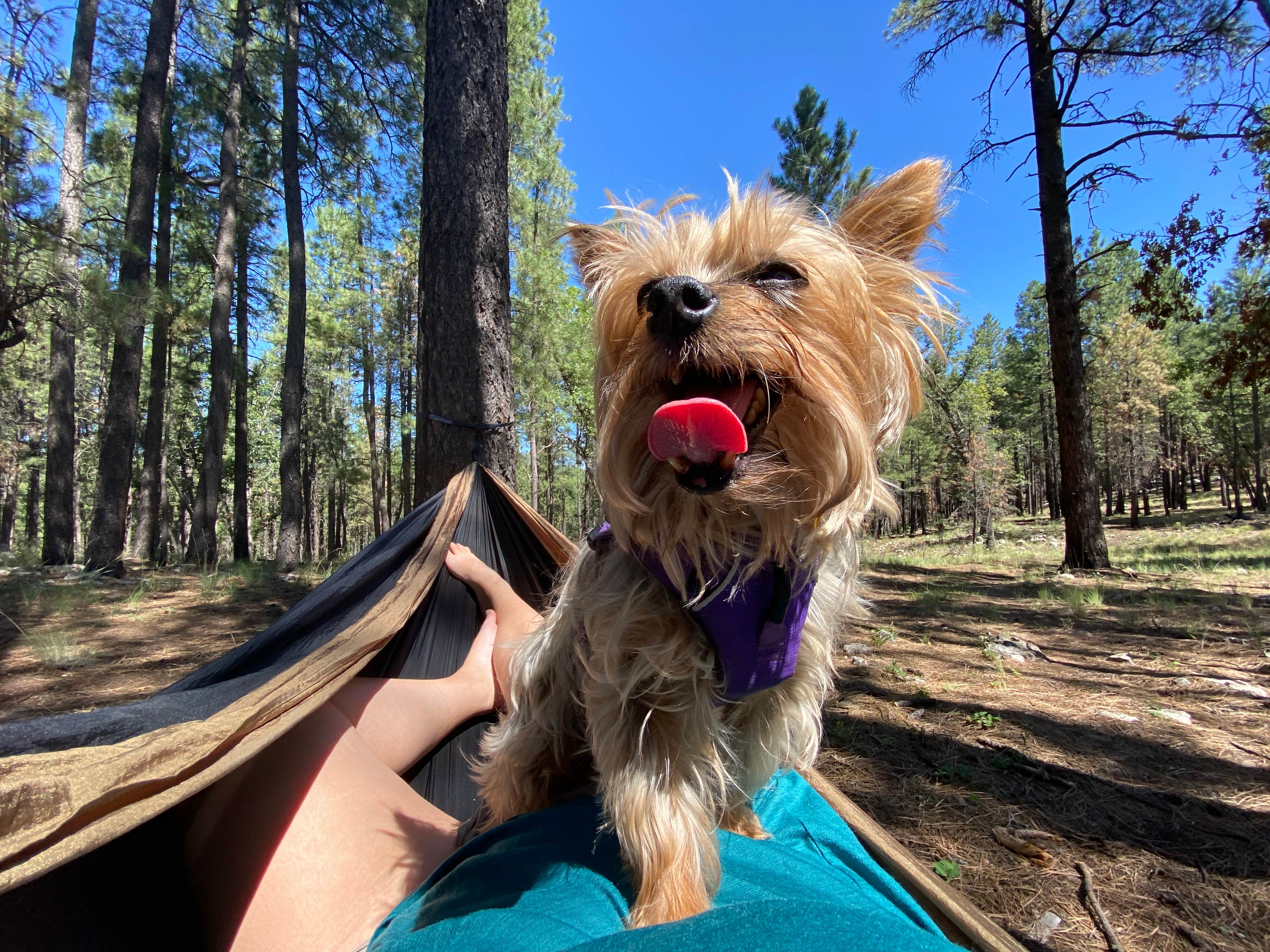Beth G.'s photo of tent camping at FR95 Dispersed Camping near Forest Lakes, AZ