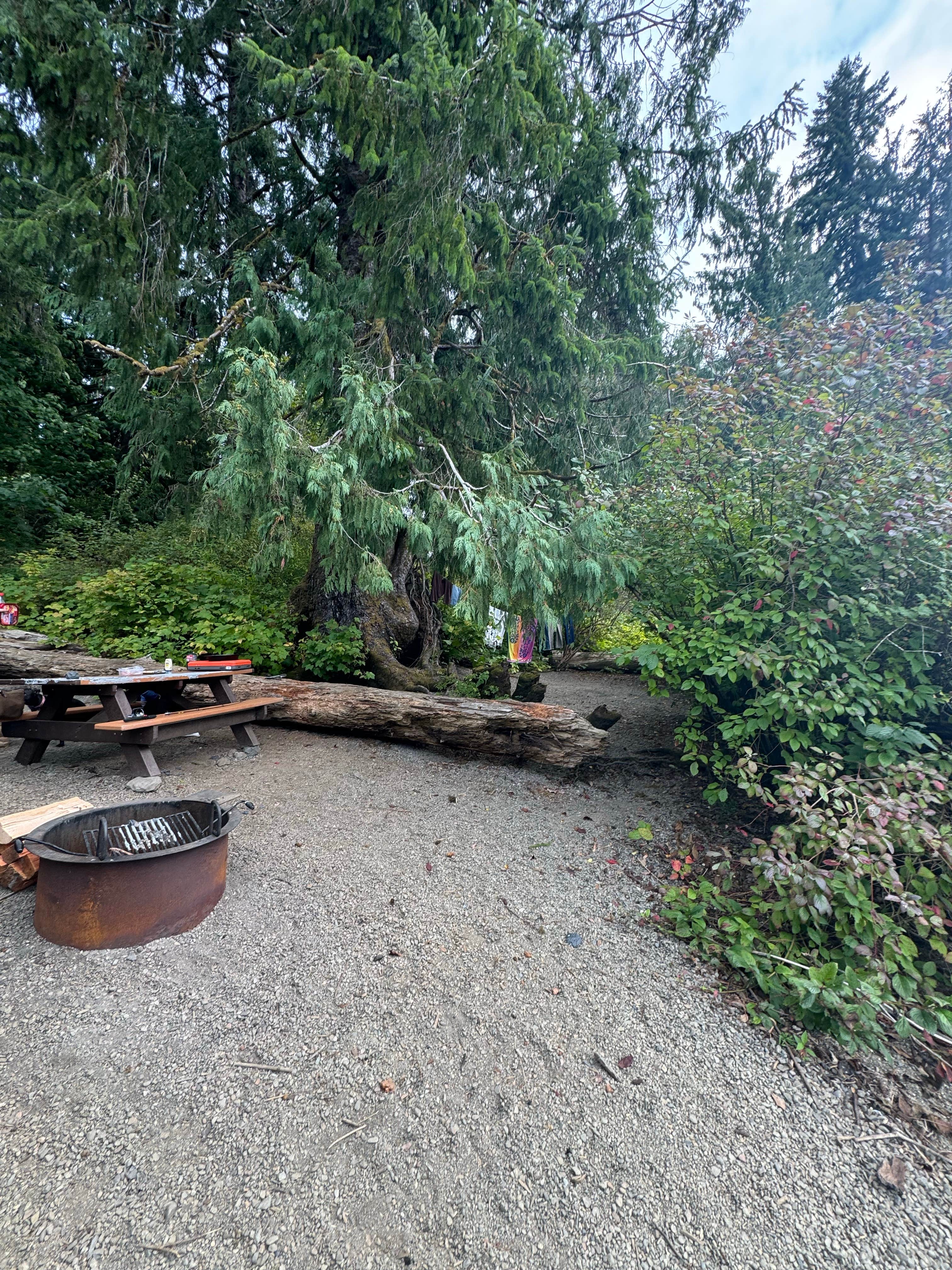 Camping near Three Lakes — Olympic National Park: Falls Creek — Olympic National Park, Olympic National Forest, Washington