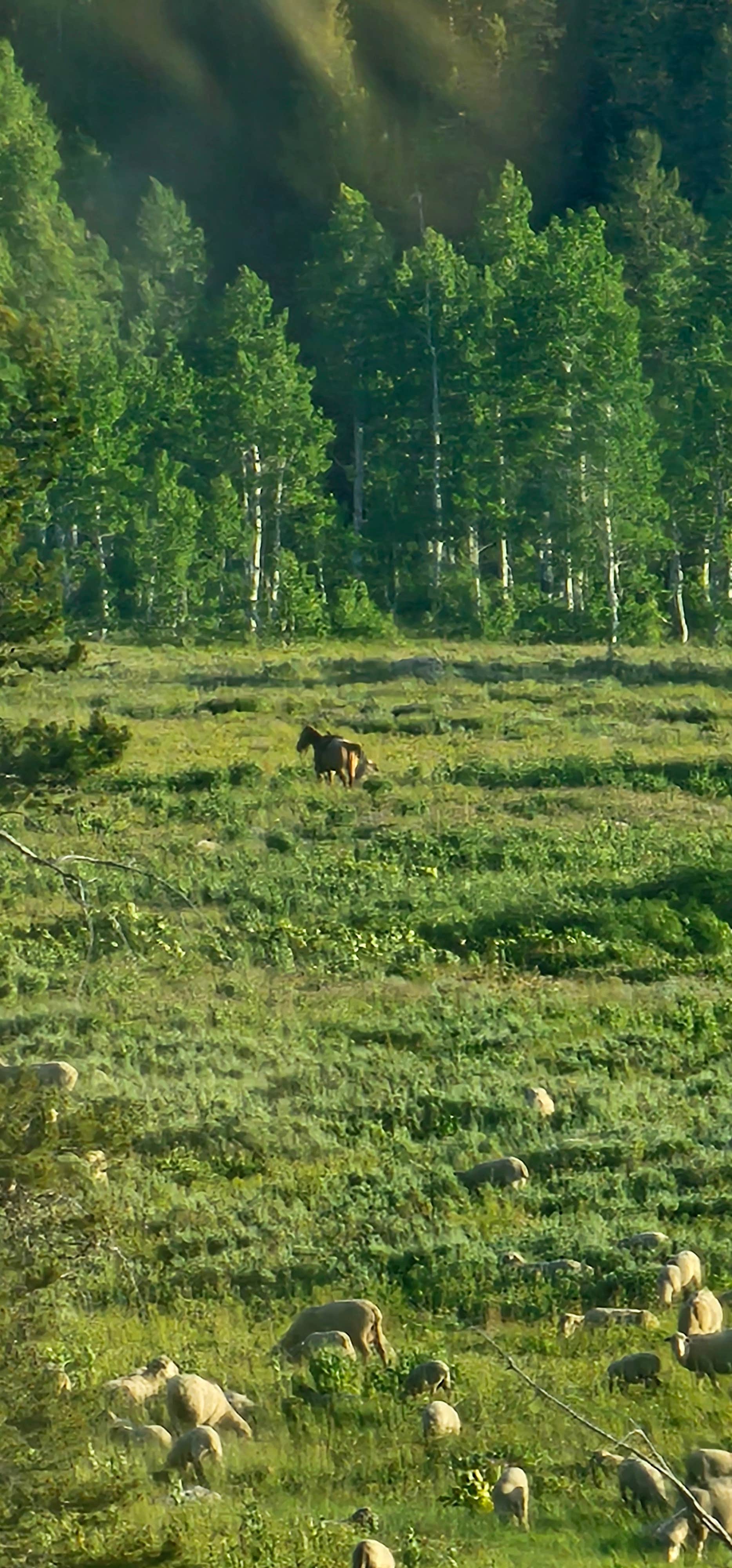johny R.'s photo of camping with a horse at Franklin Basin Dispersed Camping near Uinta-Wasatch-Cache National Forest